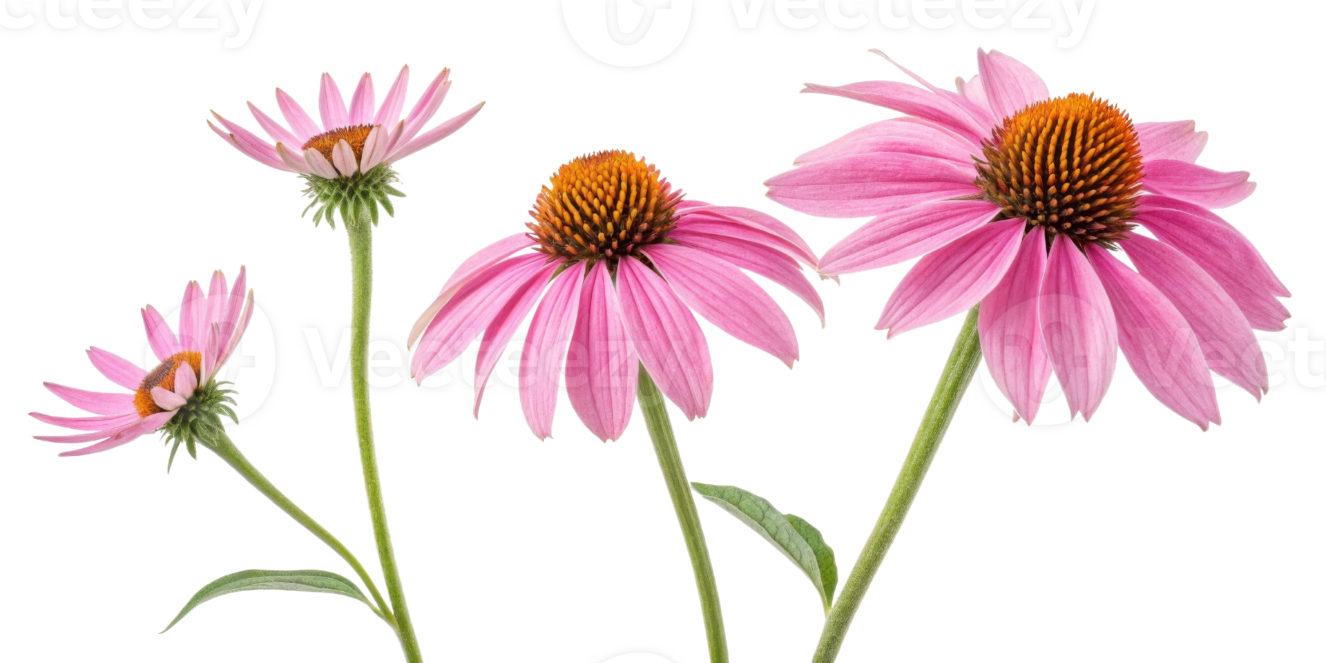 Beautiful chinacea flowers bloom gracefully, showcasing their vibrant pink petals and striking orange centers, perfect for any garden png