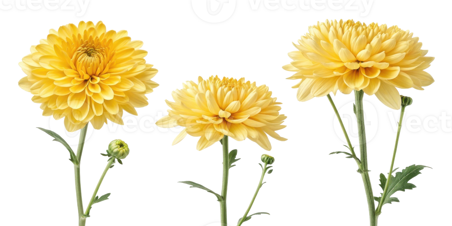 Bright and cheerful yellow flowers bloom beautifully, showcasing their vibrant petals and lush green stems, perfect for any garden or arrangement png