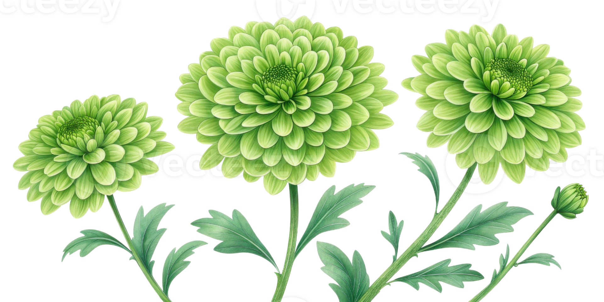 Charming green flowers bloom vibrantly, showcasing their intricate petals and lush leaves, creating serene and refreshing atmosphere png