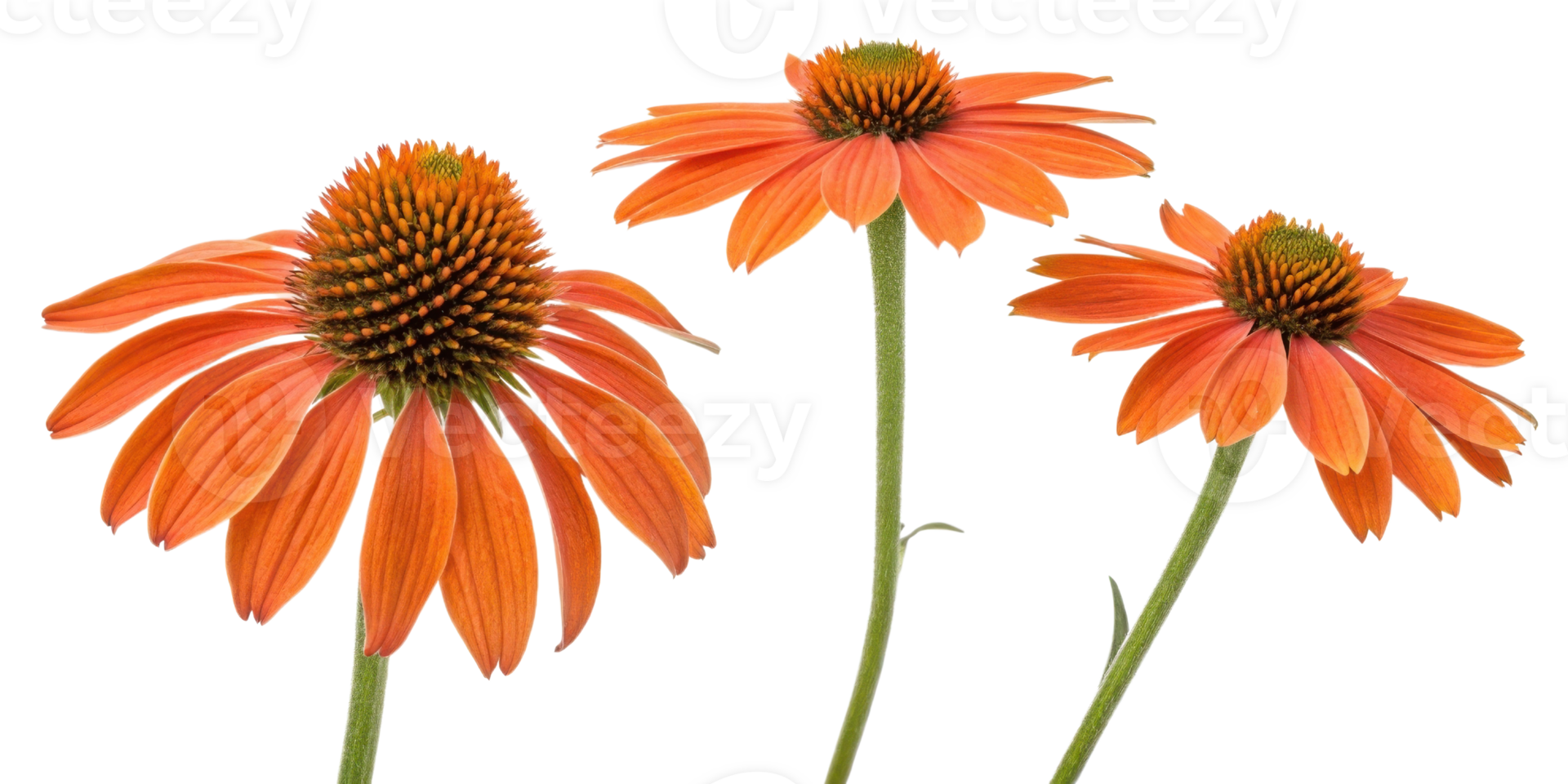 Echinacea flowers bloom vibrantly with orange petals and striking centers, showcasing nature beauty and charm png