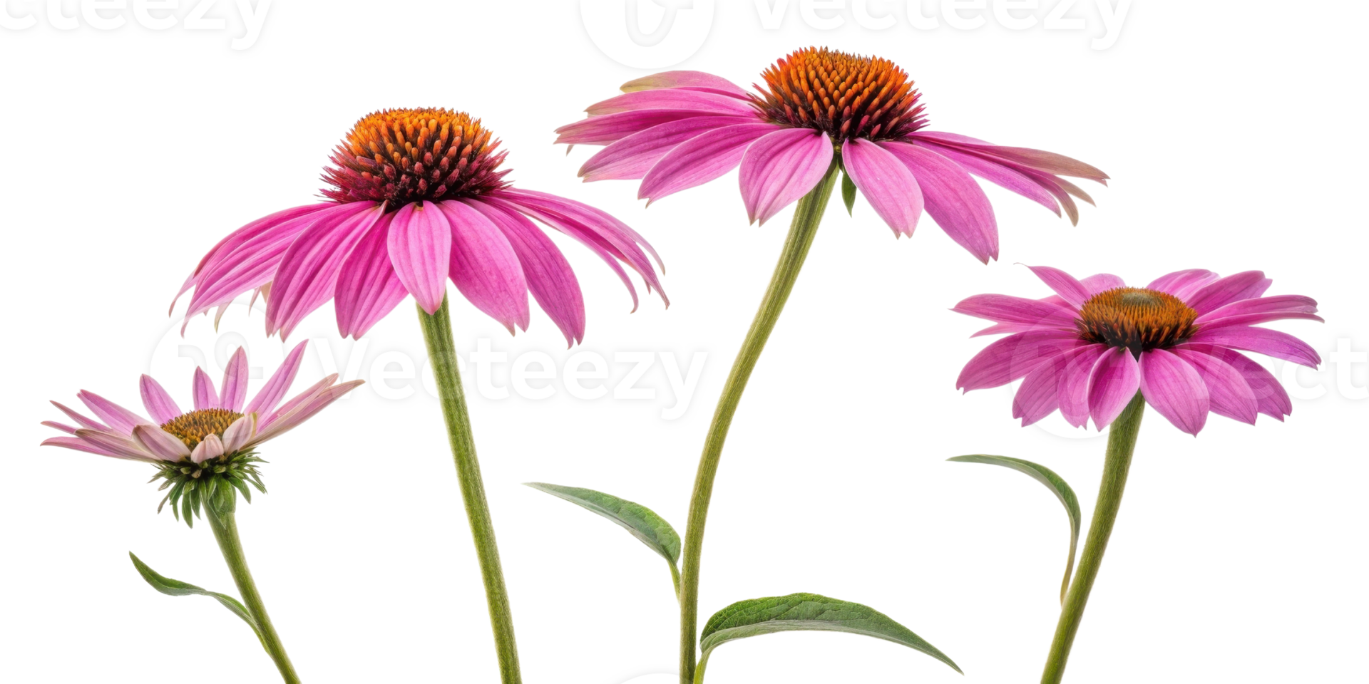 Beautiful chinacea flowers bloom vibrantly in shades of pink showcasing their unique petals and striking centers png