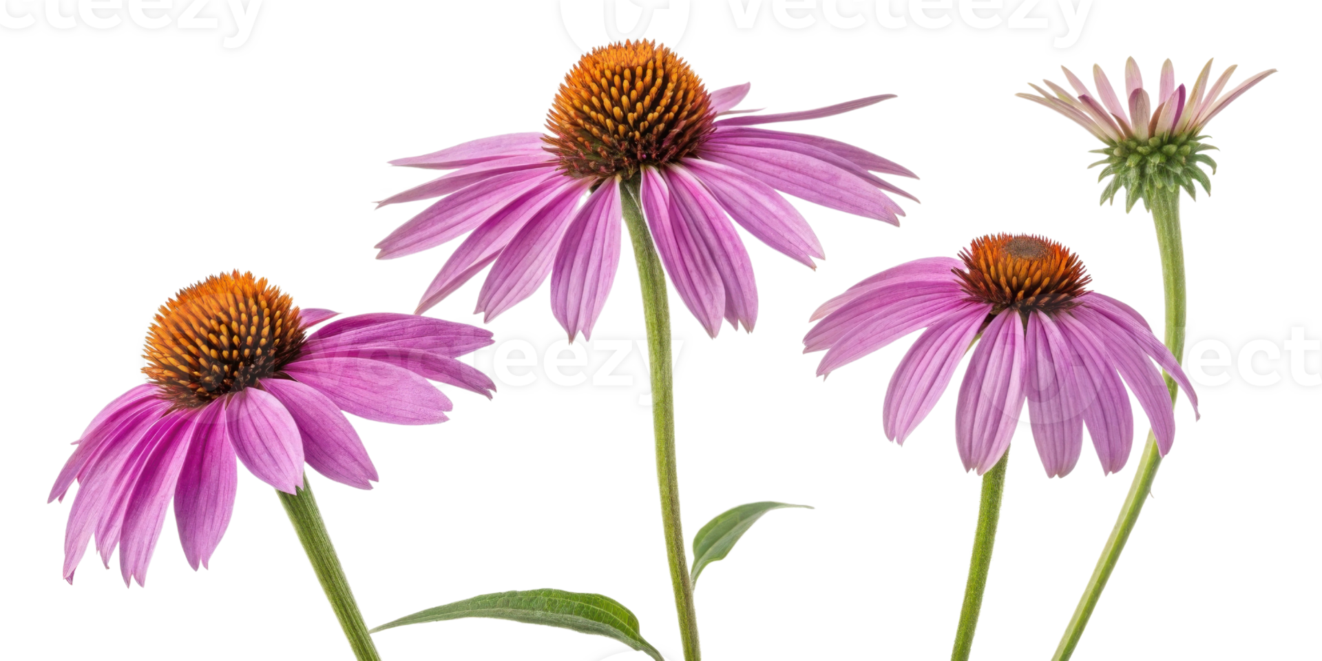 Beautiful chinacea flowers bloom vibrantly with their pink petals and striking orange centers creating stunning display of nature beauty png