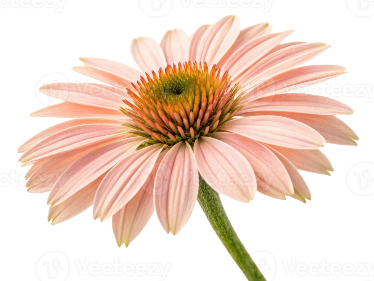 Beautiful chinacea flower showcases delicate pink petals and vibrant center, radiating natural beauty and charm png