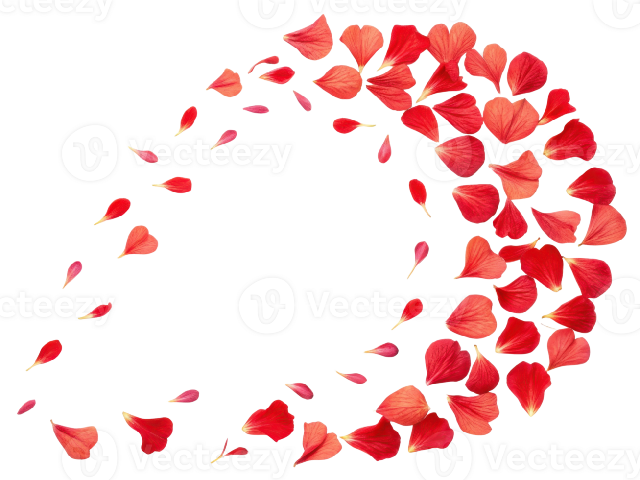 Beautiful red flower petals create stunning visual display, evoking feelings of romance and nature elegance png