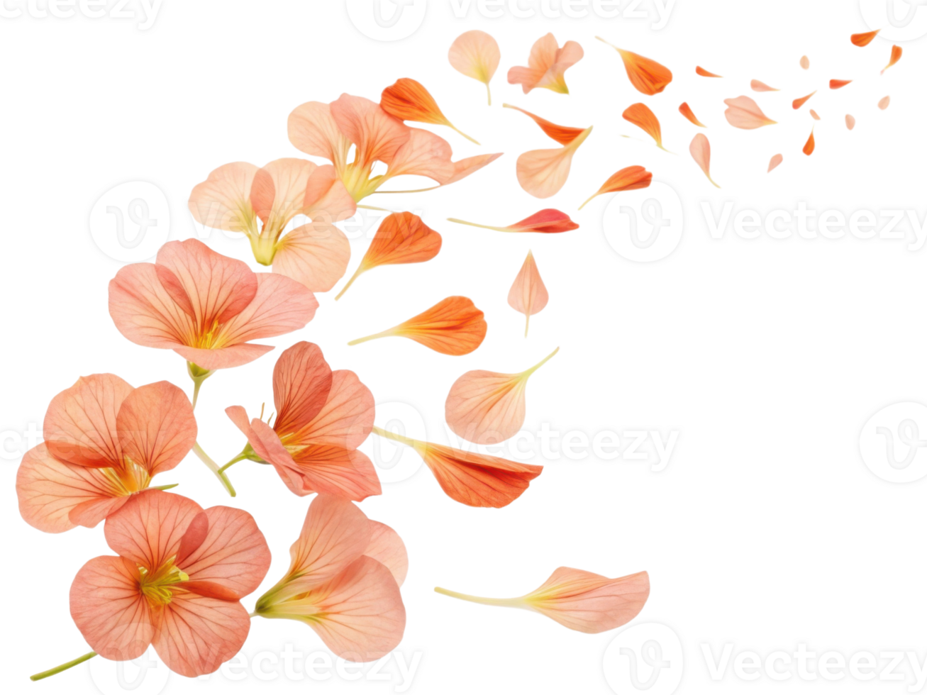 Beautiful arrangement of nasturtium flowers in soft peach tones creates stunning visual flow, showcasing their delicate petals and vibrant colors png