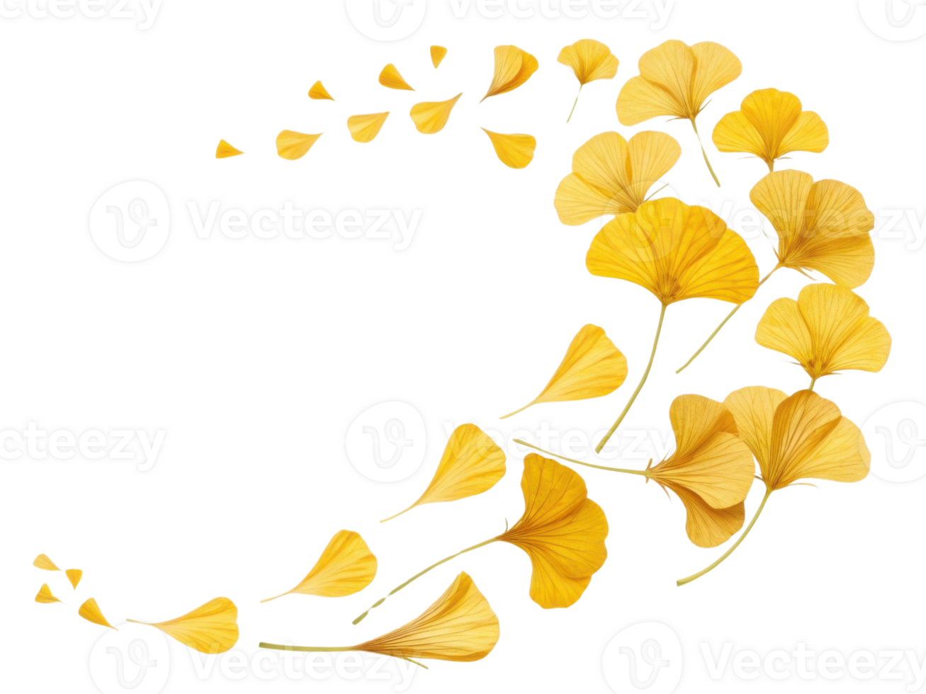 Beautiful yellow nasturtium flowers create stunning visual display as they gracefully scatter in flowing pattern png