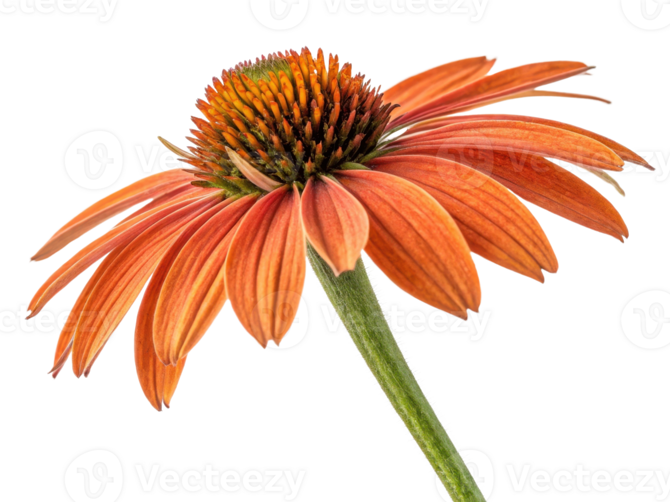 Vibrant chinacea flower showcases its stunning orange petals and intricate center, radiating beauty and warmth in nature palette png