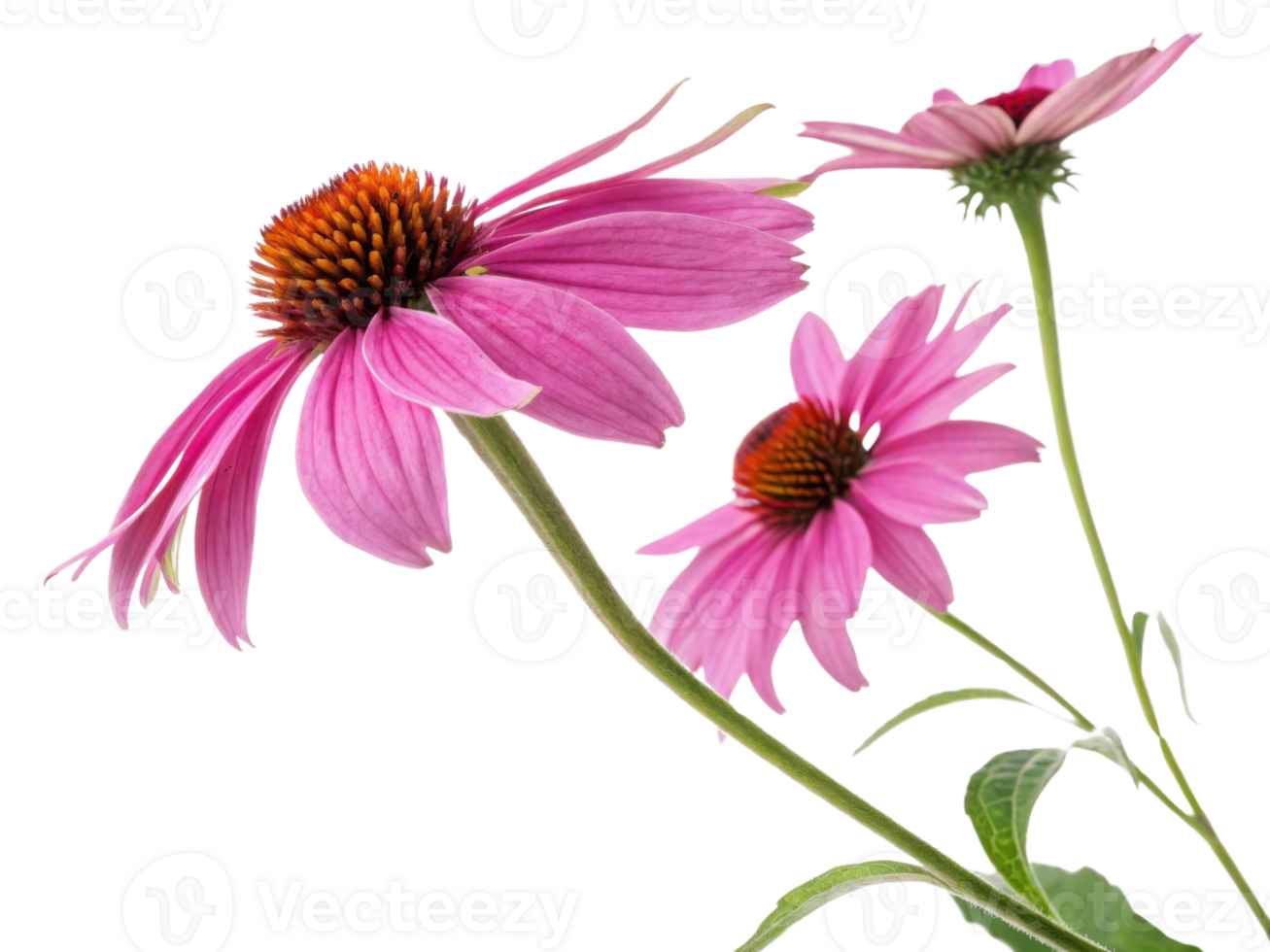 Beautiful chinacea flowers bloom gracefully, showcasing vibrant pink petals and intricate details that captivate eye png