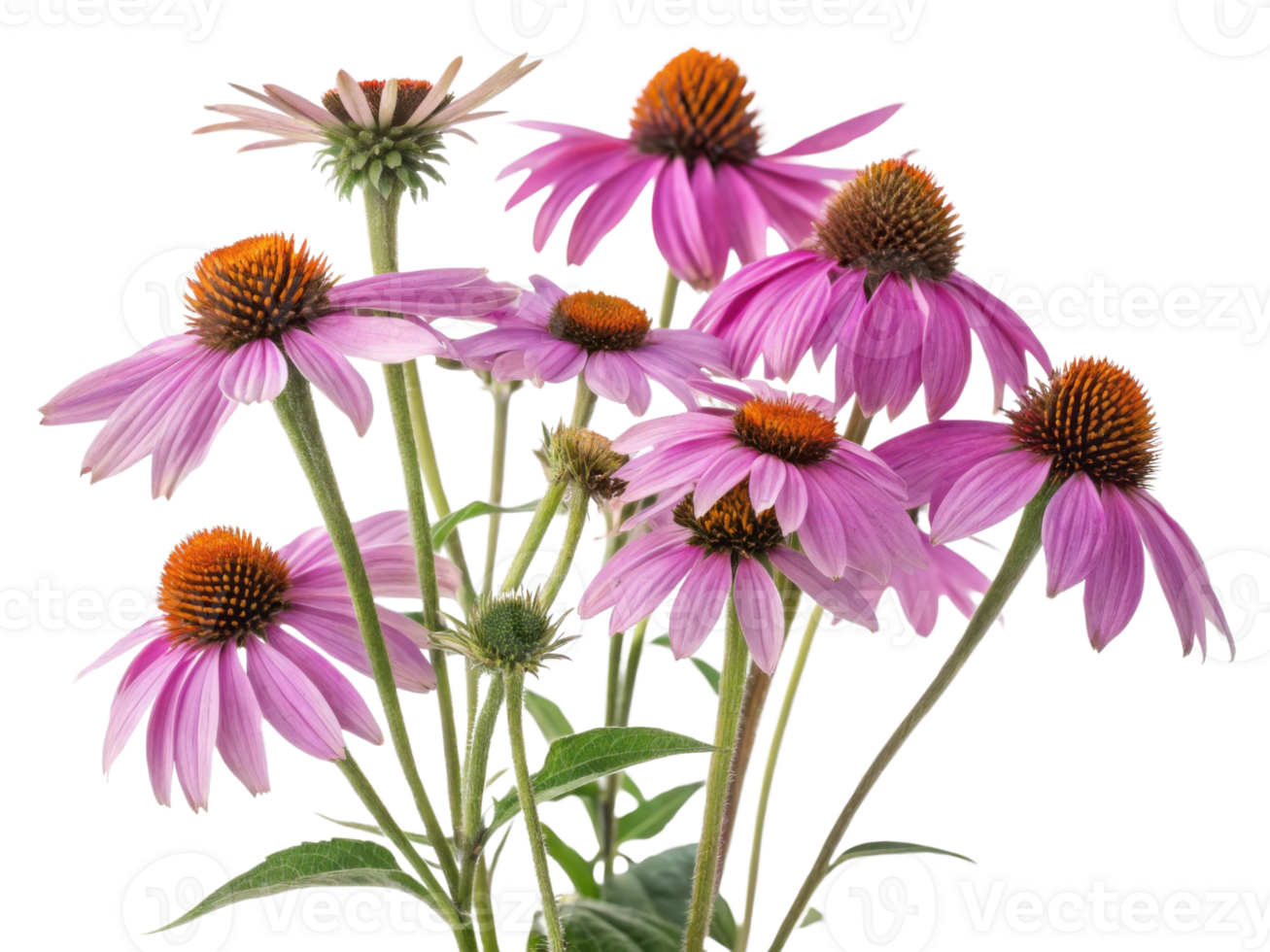 Beautiful chinacea flowers bloom vibrantly, showcasing their stunning petals and unique structure, creating delightful garden scene png