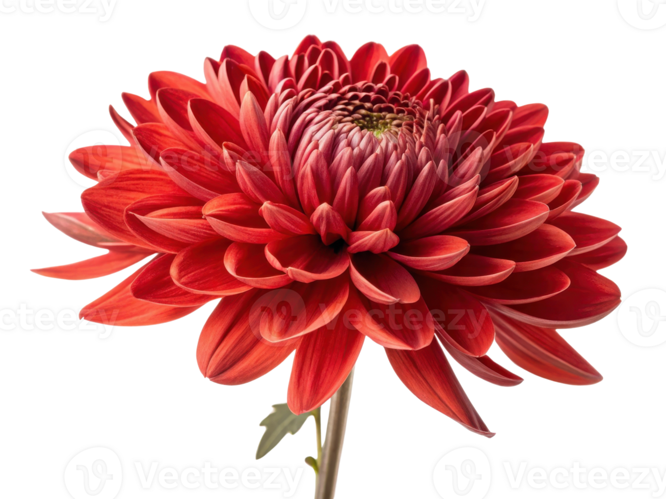 Vibrant chinacea flower blooms with striking red petals showcasing intricate layers and captivating beauty that brightens any garden png