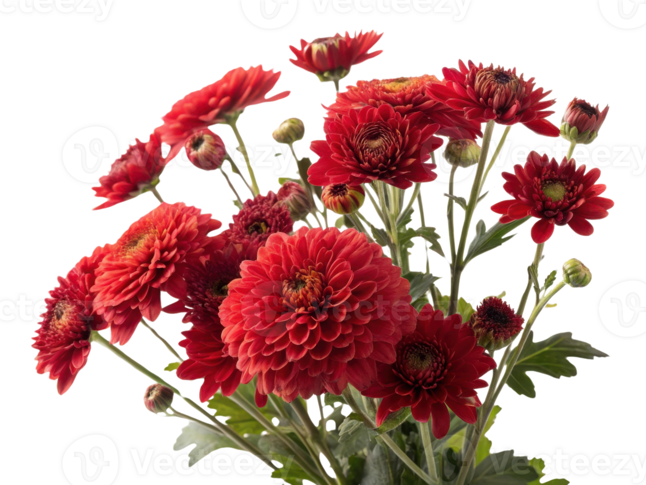 Beautiful red flowers bloom vibrantly in this stunning arrangement showcasing elegance of nature artistry. chinacea flower adds unique touch png
