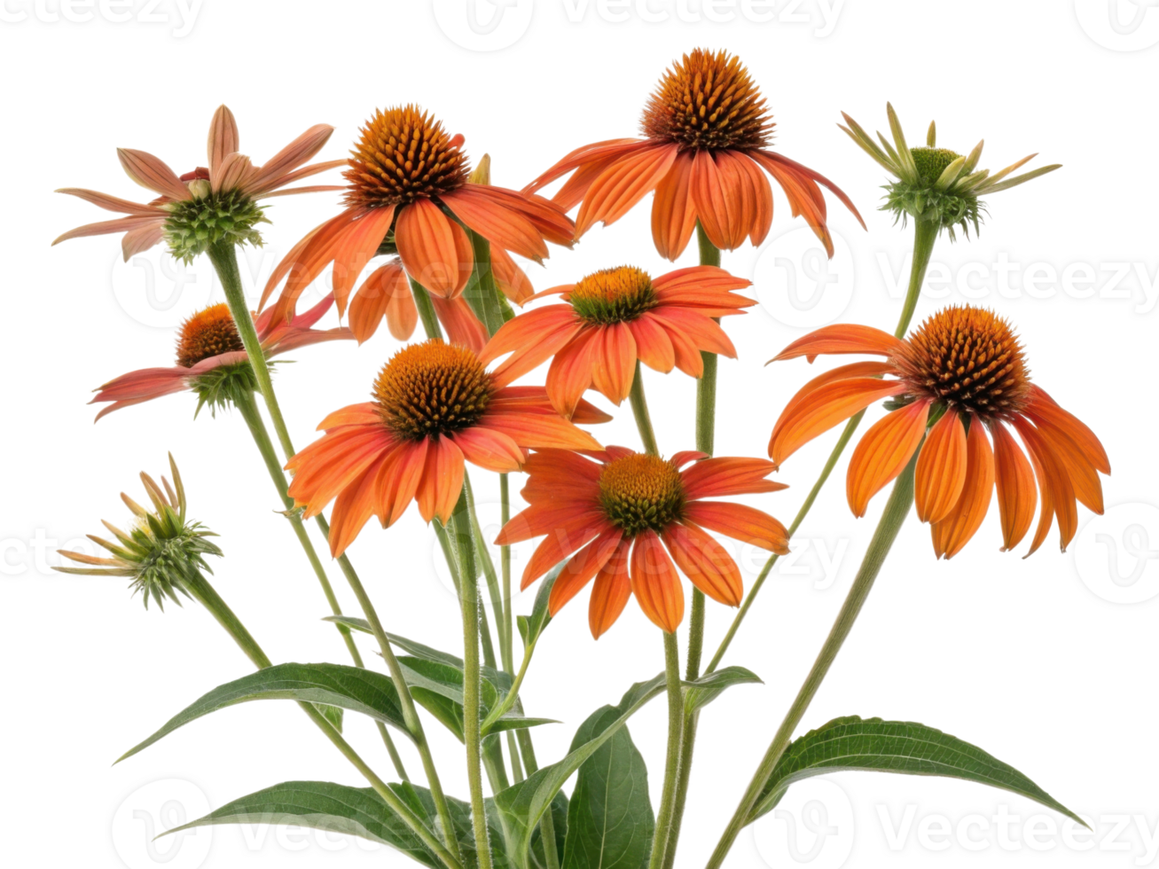 Echinacea flowers bloom vibrantly in shades of orange showcasing their beauty and charm in garden setting png