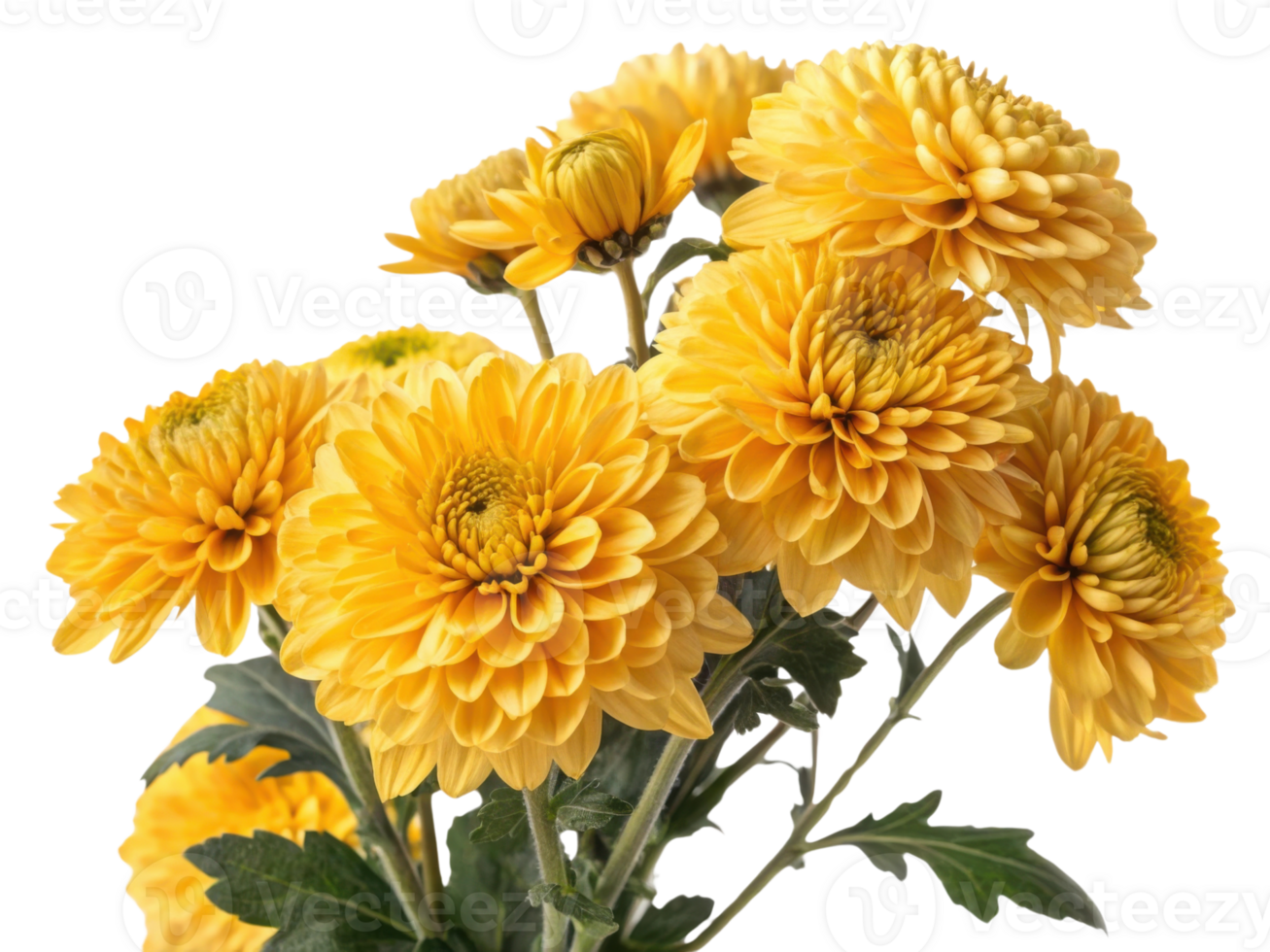 Bright yellow chrysanthemums bloom beautifully, showcasing their vibrant petals and lush green leaves, perfect for adding cheer to any space png
