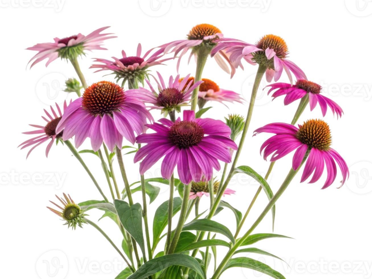 Beautiful chinacea flowers bloom vibrantly in lush arrangement showcasing their stunning colors and unique shapes png