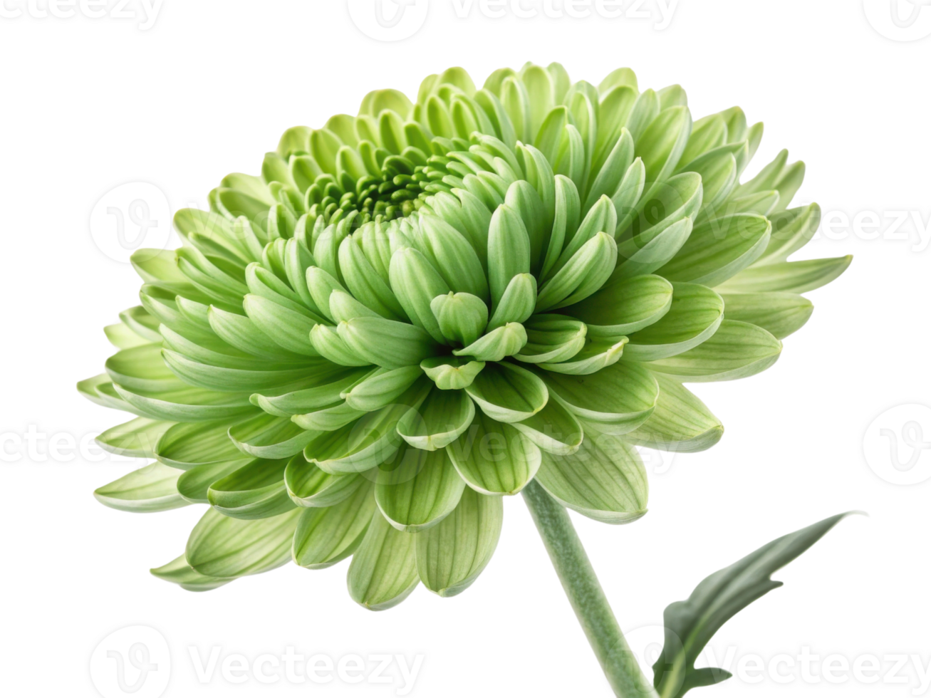 Stunning chinacea flower showcases vibrant green petals radiating beauty and freshness, perfect for adding touch of nature to any setting png