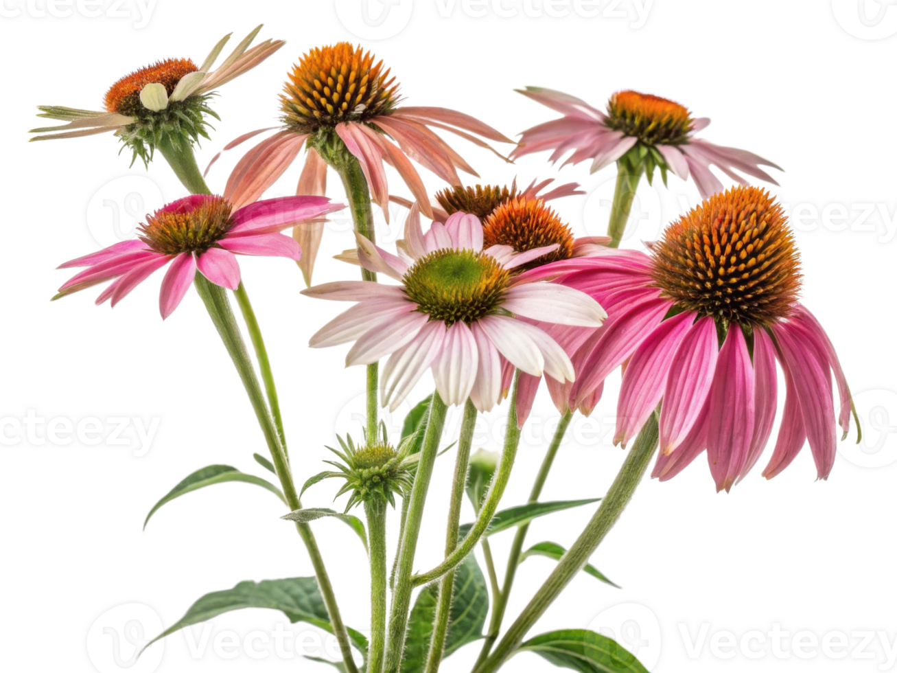 Beautiful chinacea flowers bloom in vibrant colors showcasing their unique petals and striking centers, creating stunning floral display png