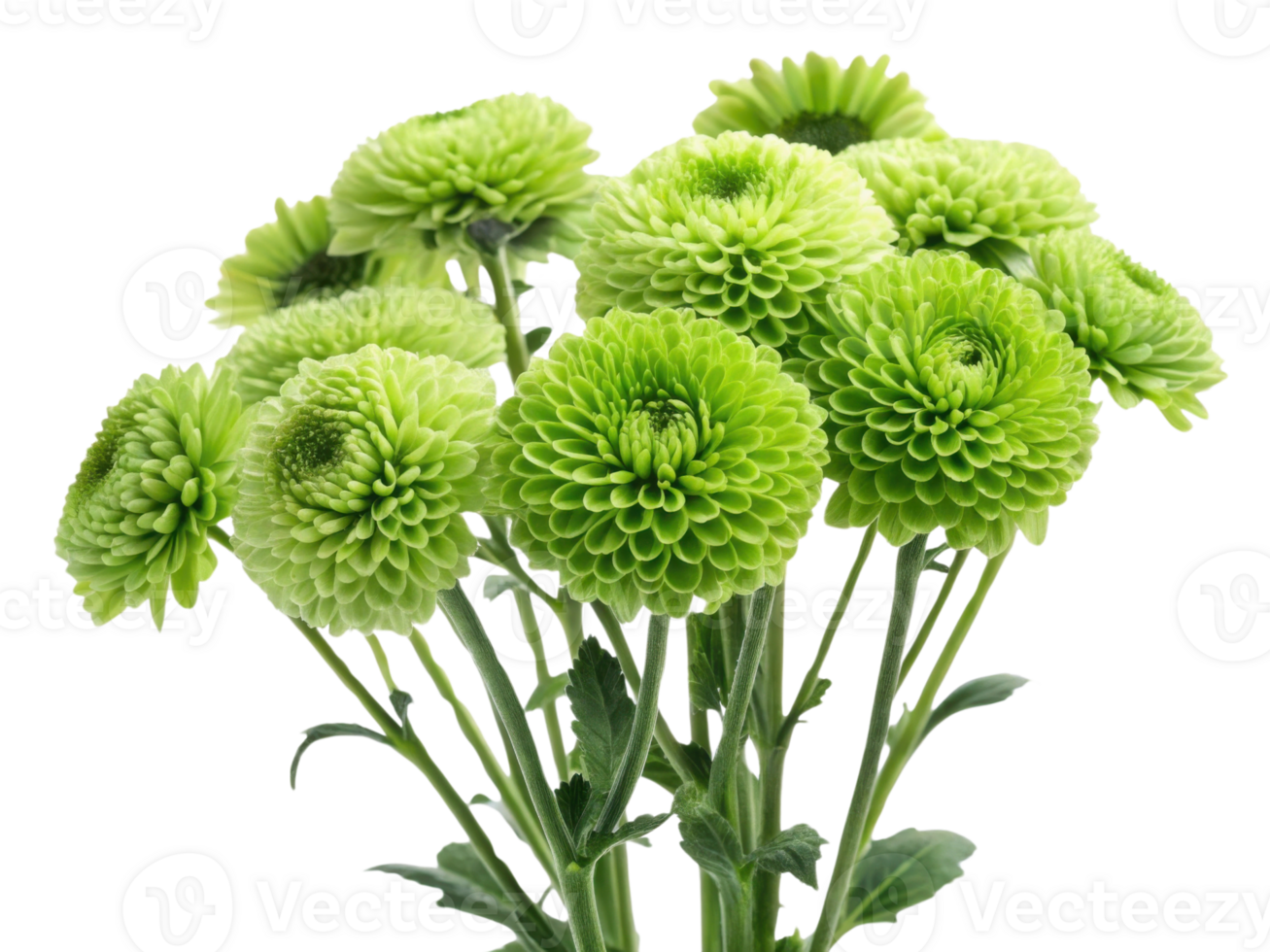 Bright green chinacea flowers bloom beautifully, showcasing their unique texture and vibrant color, perfect for any floral arrangement png