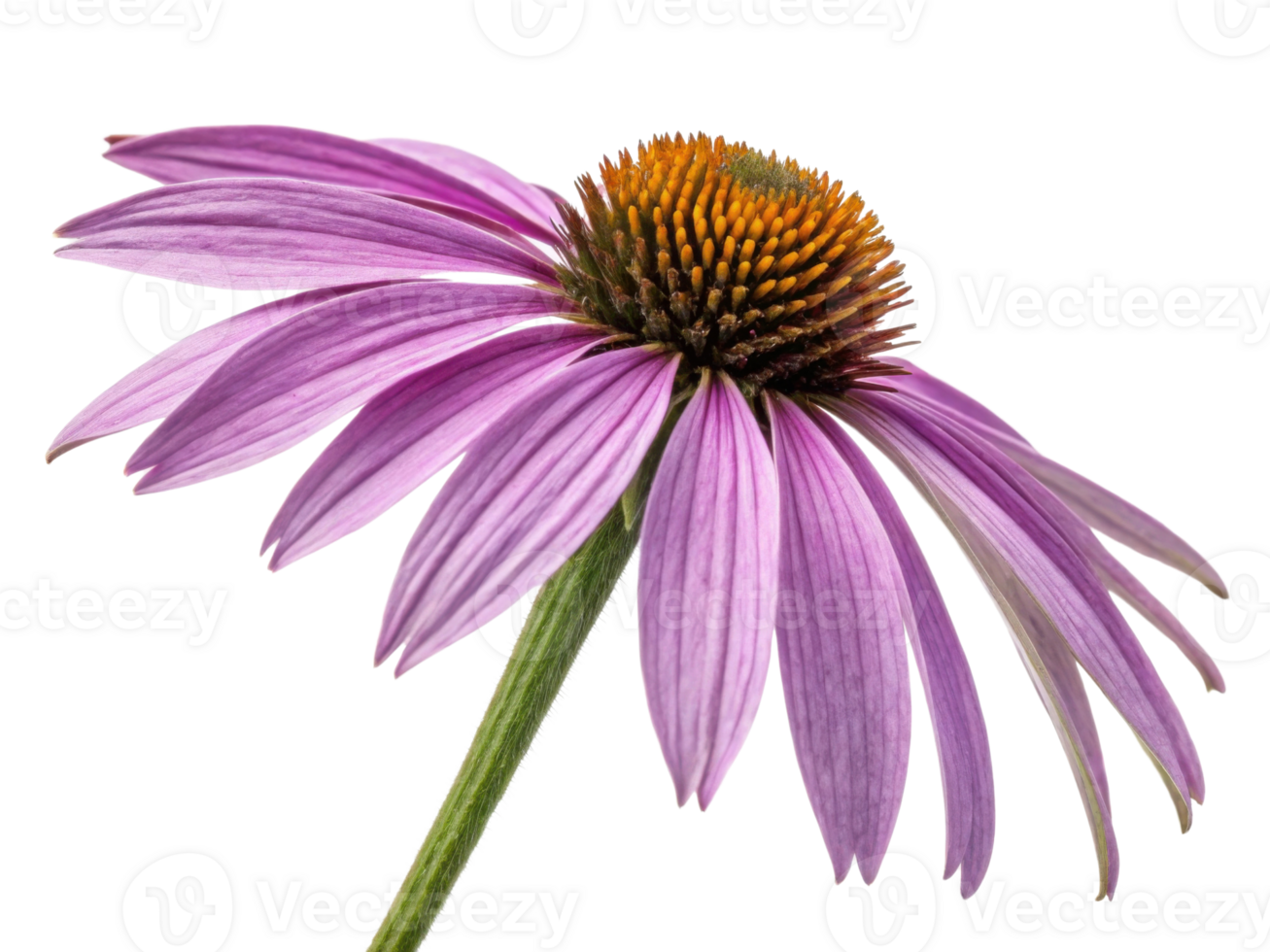 Beautiful chinacea flower showcases vibrant purple petals and striking center, perfect for adding color to any garden or floral arrangement png