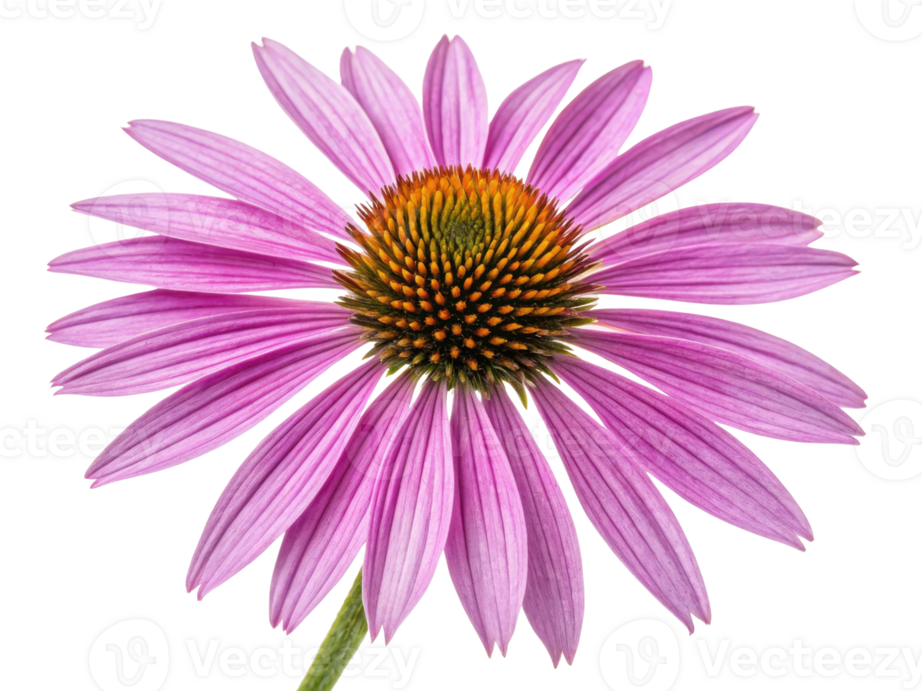 Charming chinacea flower blooms with vibrant pink petals and striking center, showcasing nature beauty and elegance png