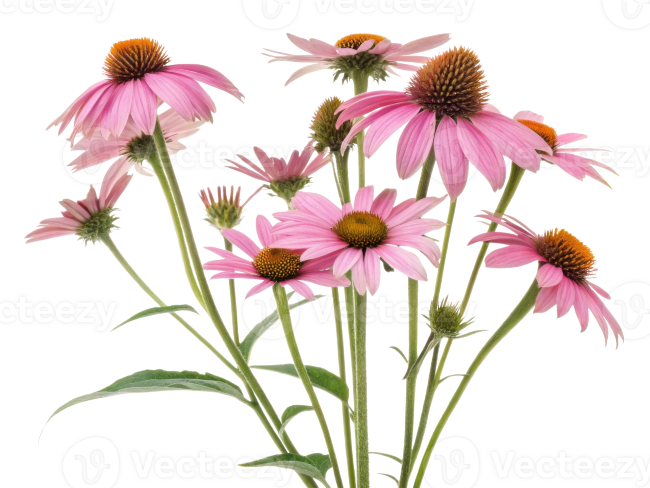 Beautiful chinacea flowers bloom gracefully, showcasing their vibrant pink petals and striking centers, creating stunning floral display png