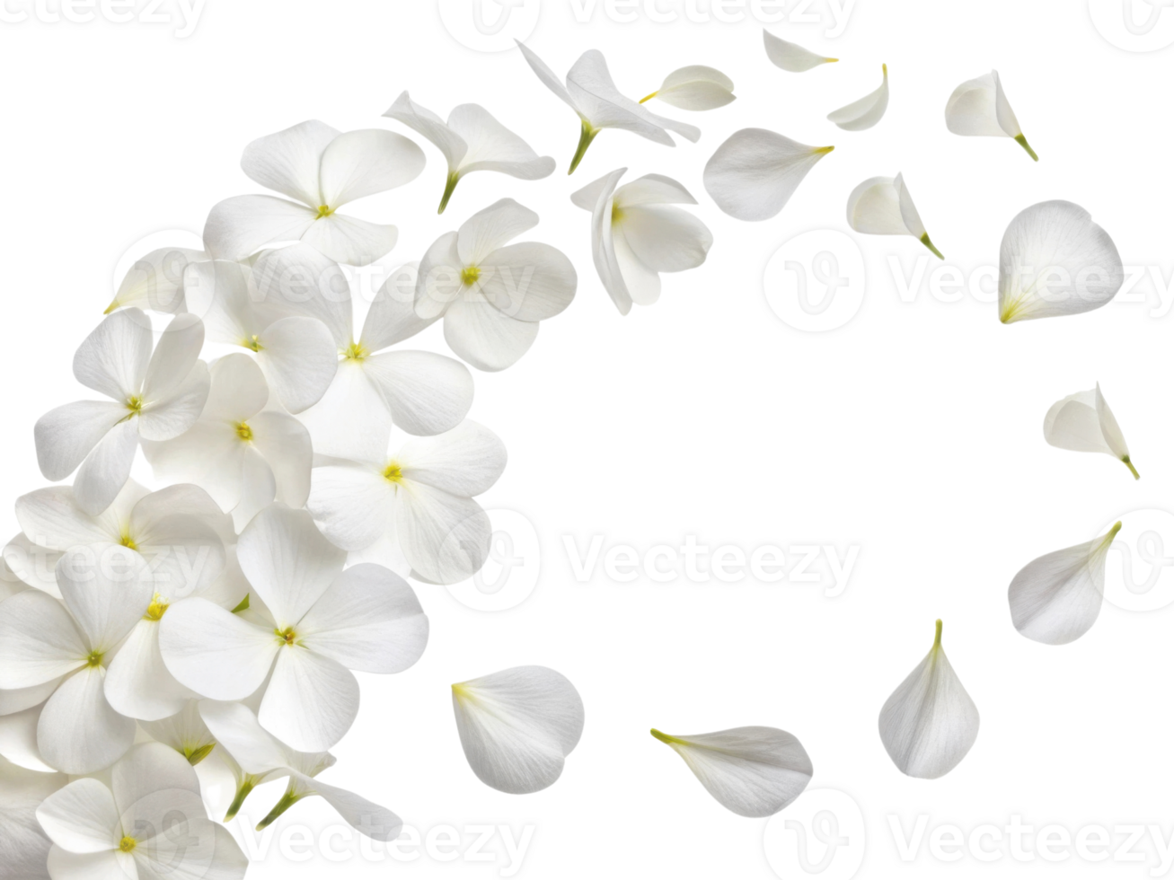 Beautiful phlox flowers create delicate swirl of petals, showcasing their elegance and charm in serene display of nature beauty png