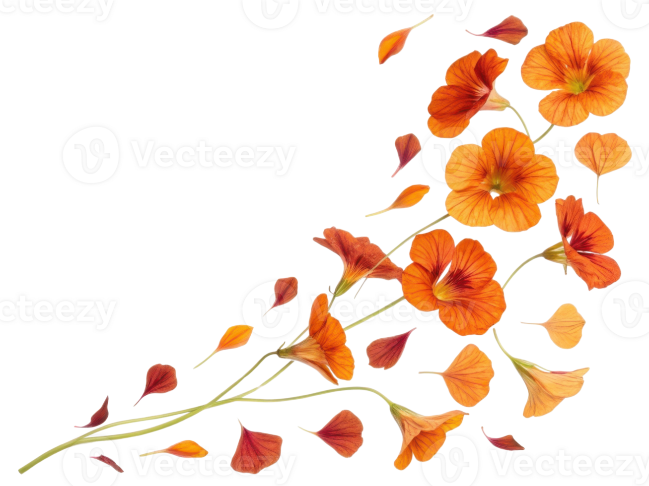 Nasturtium flowers in vibrant orange hues create stunning visual display, showcasing their beauty and elegance in nature palette png