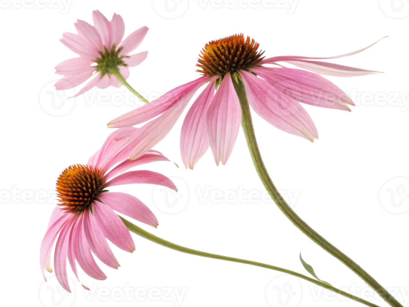 Beautiful chinacea flowers bloom gracefully, showcasing their vibrant pink petals and striking centers, perfect for any garden or floral png