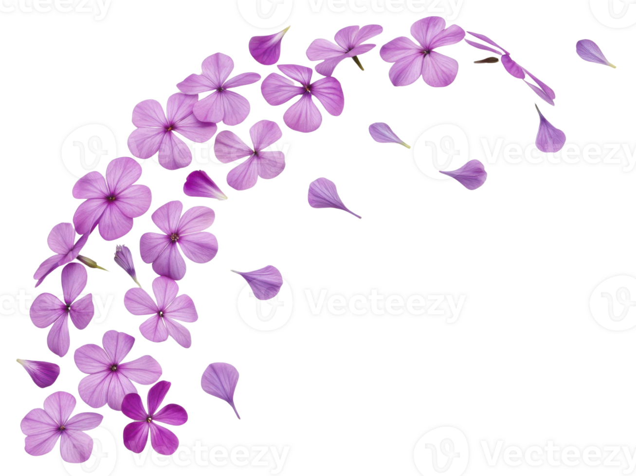 Beautiful phlox flowers in vibrant shades of pink create delicate cascade, evoking sense of tranquility and natural beauty png