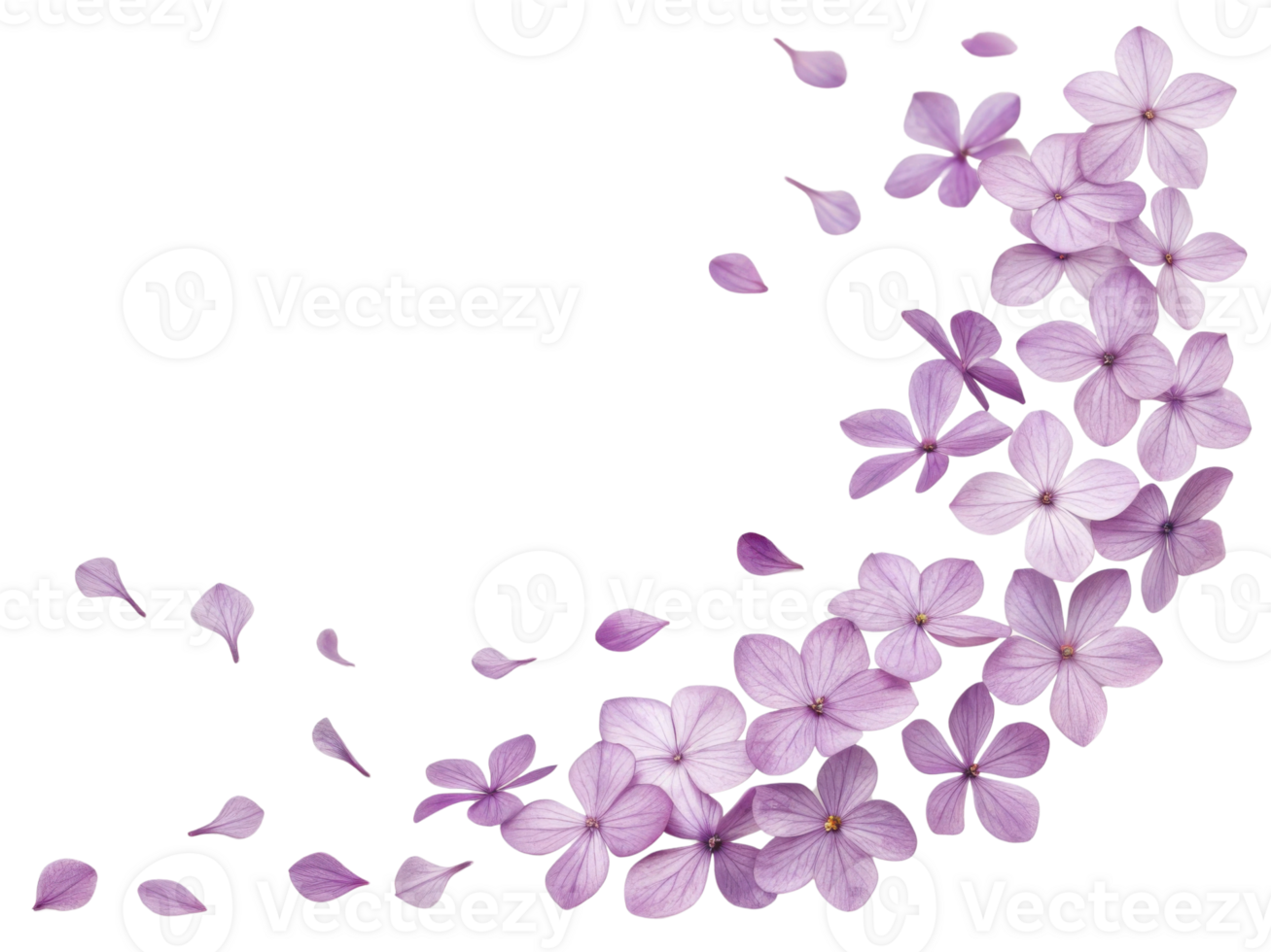 Beautiful phlox flowers in soft purple hues create delicate cascade of petals, evoking sense of tranquility and grace png