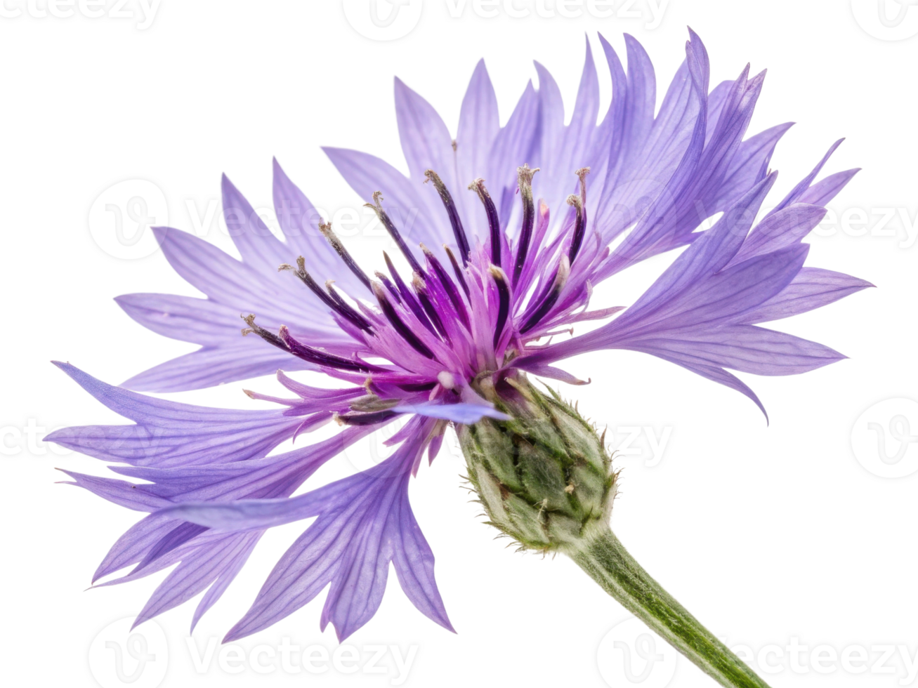 Stunning cornflower flower showcases delicate purple petals and intricate details, embodying nature beauty and elegance png
