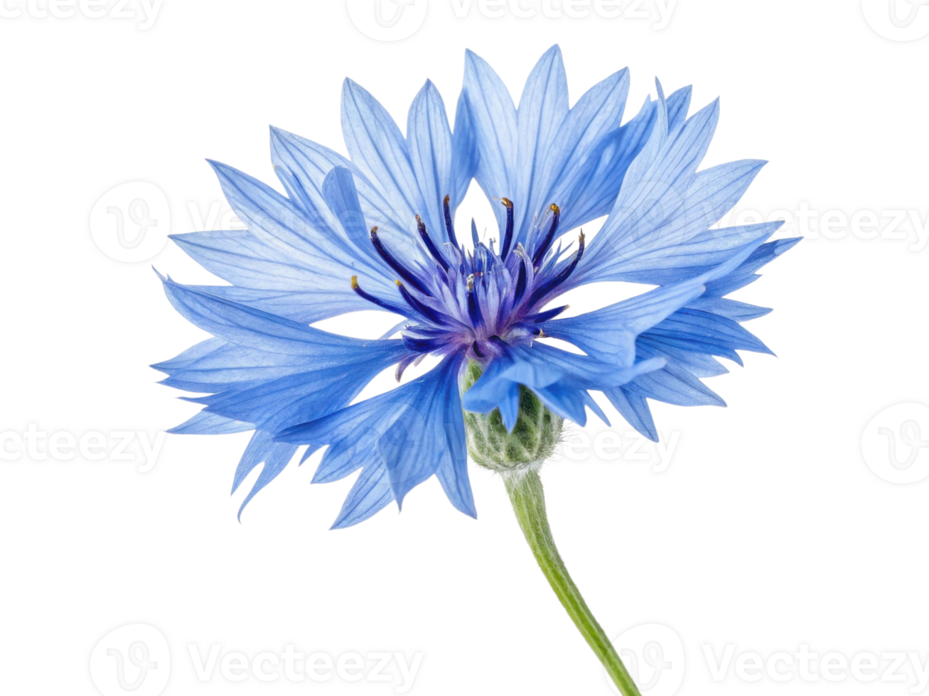 Stunning cornflower blooms with vibrant blue petals showcasing its delicate beauty and charm in nature garden png
