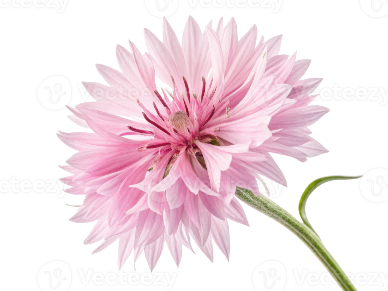 Beautiful cornflower blooms with delicate pink petals showcasing nature elegance and charm png