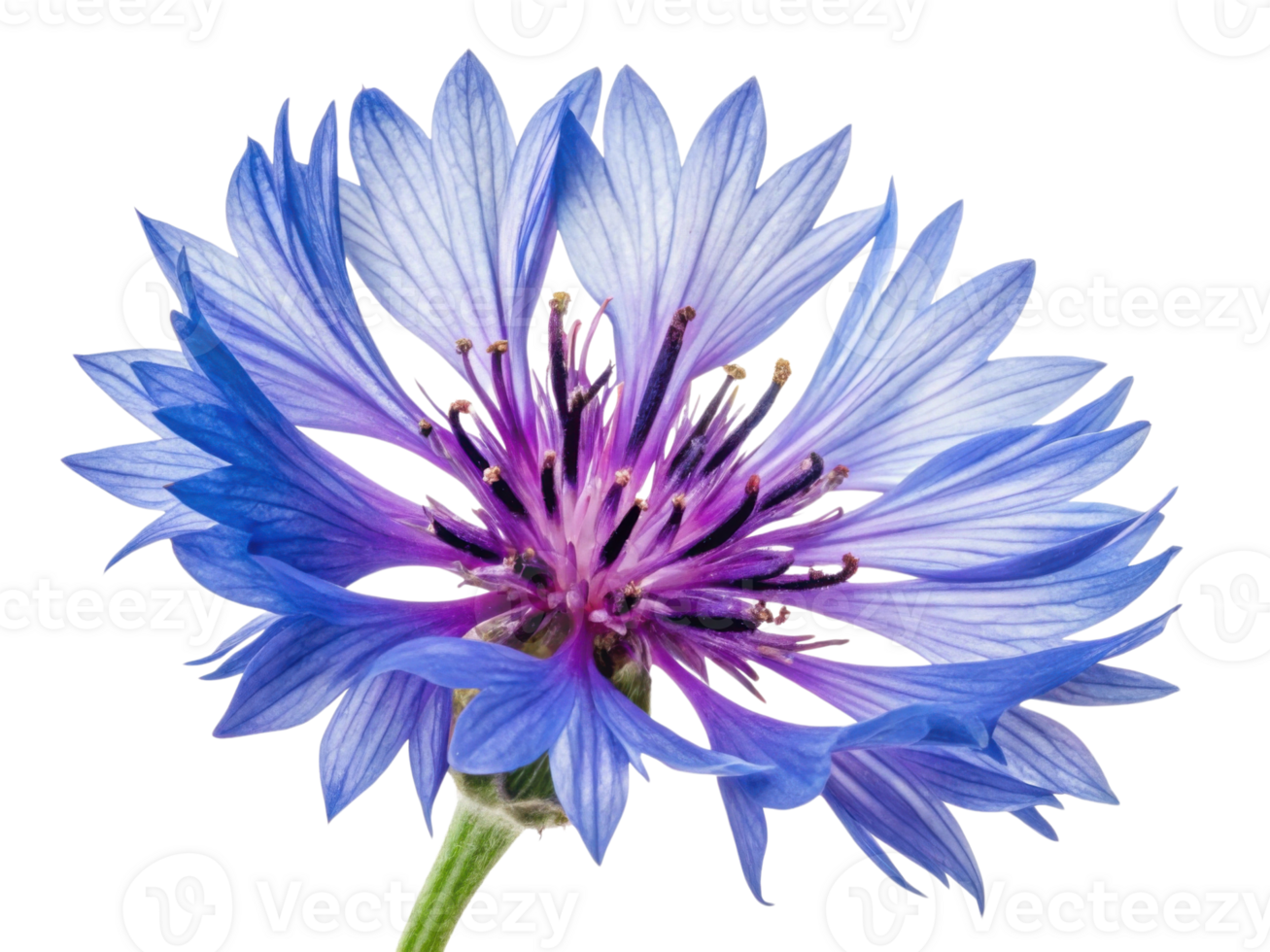 Cornflower blooms with vibrant blue petals and striking purple center, creating stunning floral display that captivates senses png