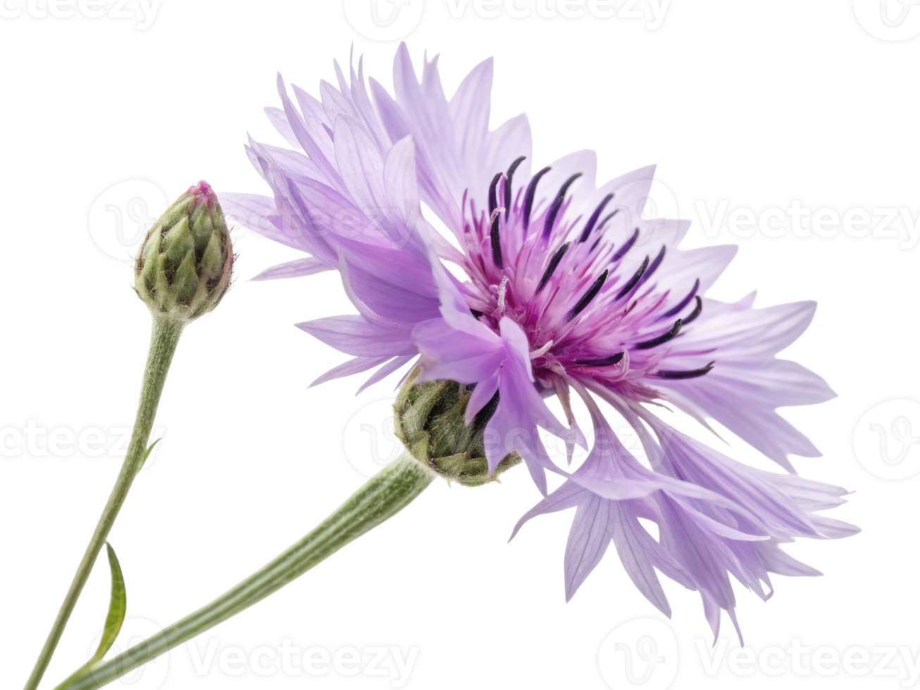 Cornflower blooms gracefully with delicate petals and vibrant purple hue, showcasing nature beauty alongside its budding counterpart png