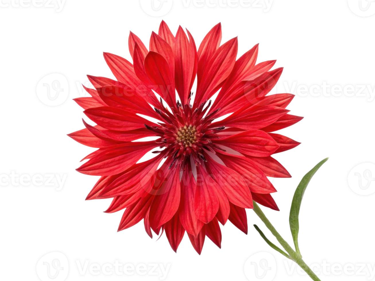 Vibrant cornflower flower blooms with striking red petals, showcasing its beauty and elegance in nature palette png
