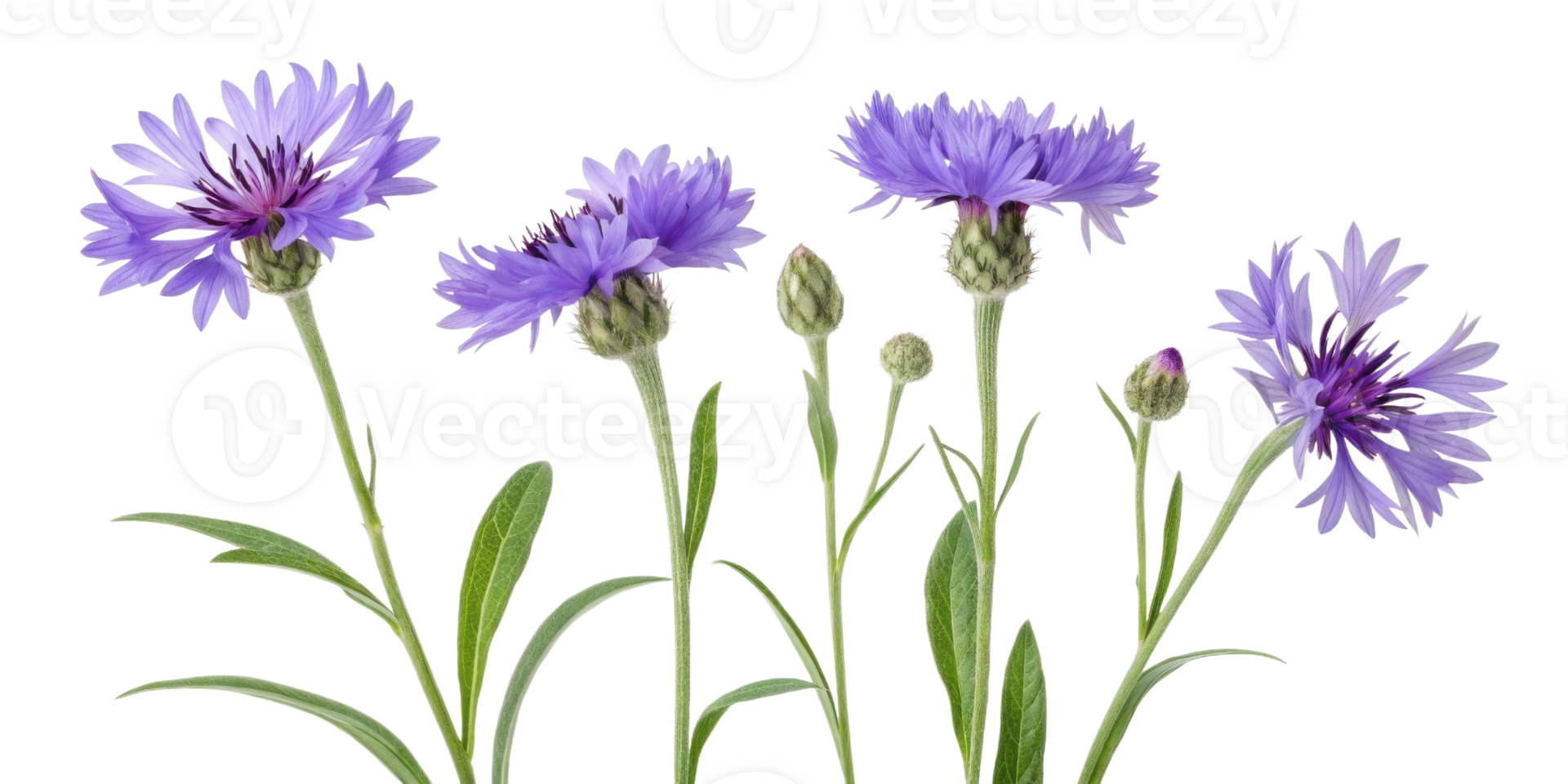 Cornflower flowers bloom beautifully with vibrant purple petals and lush green leaves creating stunning natural display png