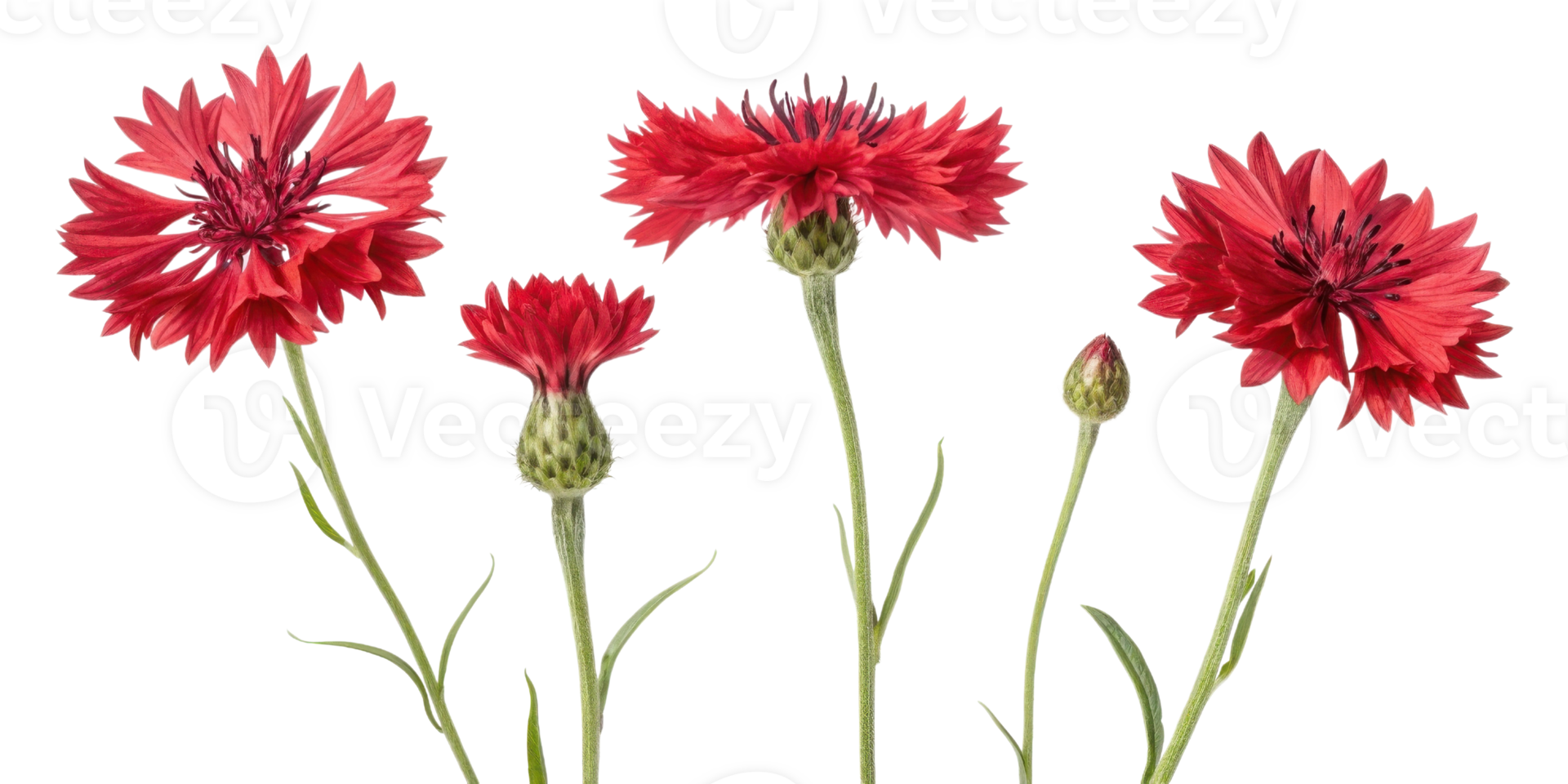Cornflower flowers bloom vibrantly in shades of red showcasing their unique beauty and charm in garden setting png