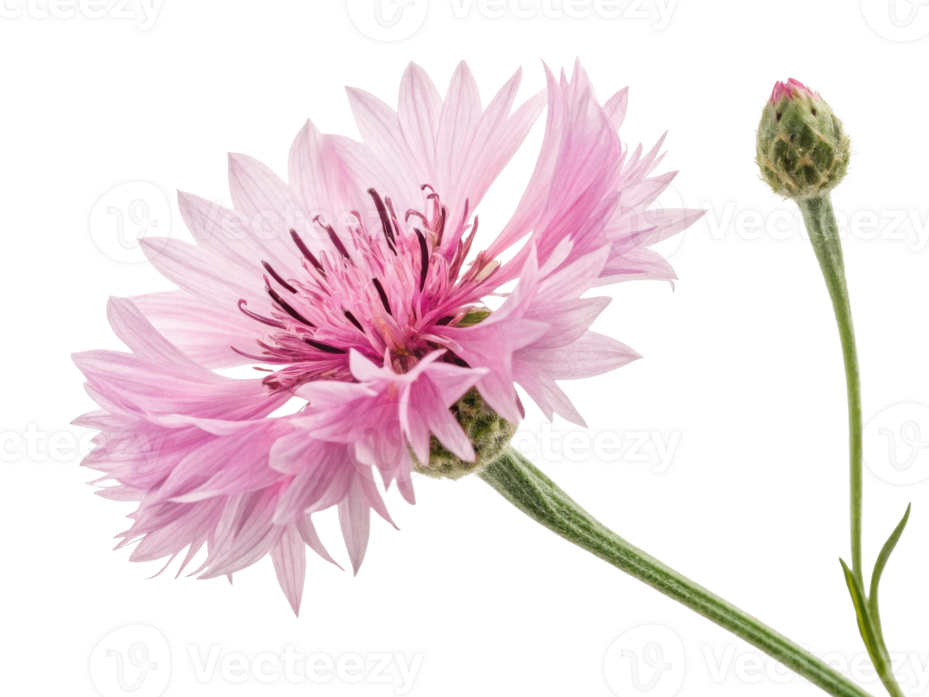 Beautiful cornflower blooms in soft pink hues, showcasing delicate petals and budding flower nearby, evoking sense of tranquility and nature charm png