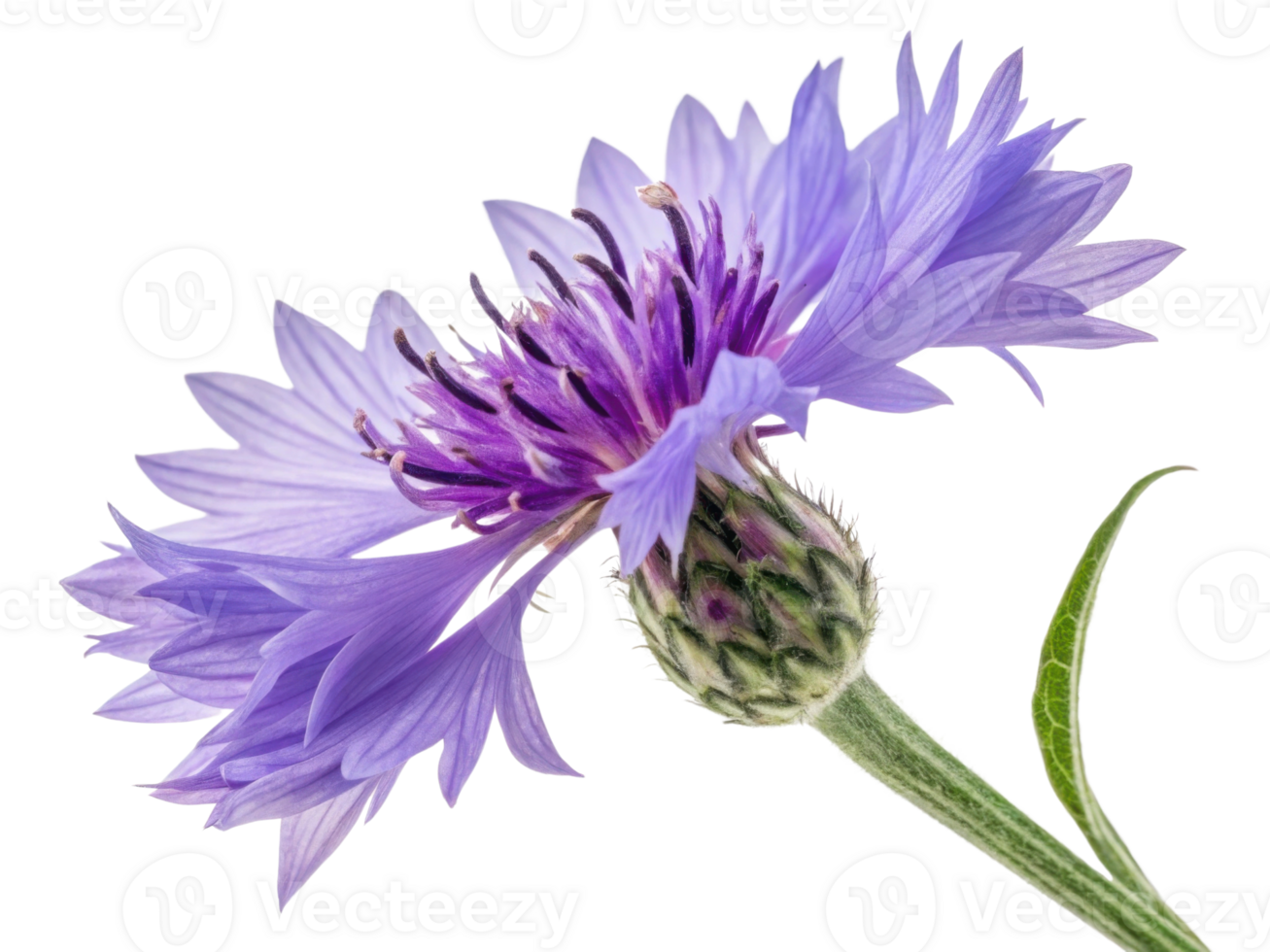 Stunning cornflower flower showcases its vibrant purple petals and intricate details, embodying natural beauty and elegance png