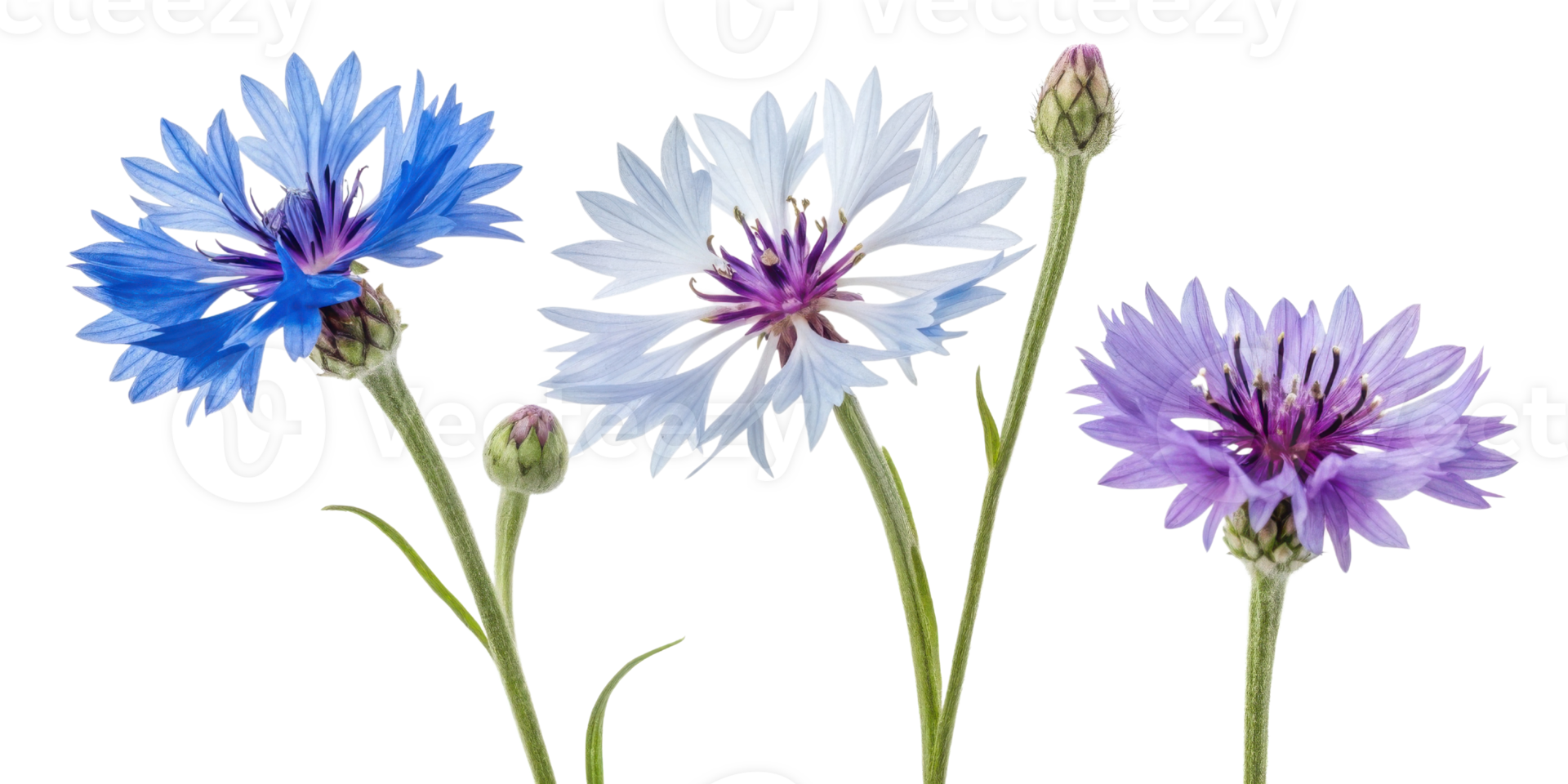 Cornflower flowers bloom in vibrant shades of blue and purple, showcasing their delicate beauty and charm in nature garden png