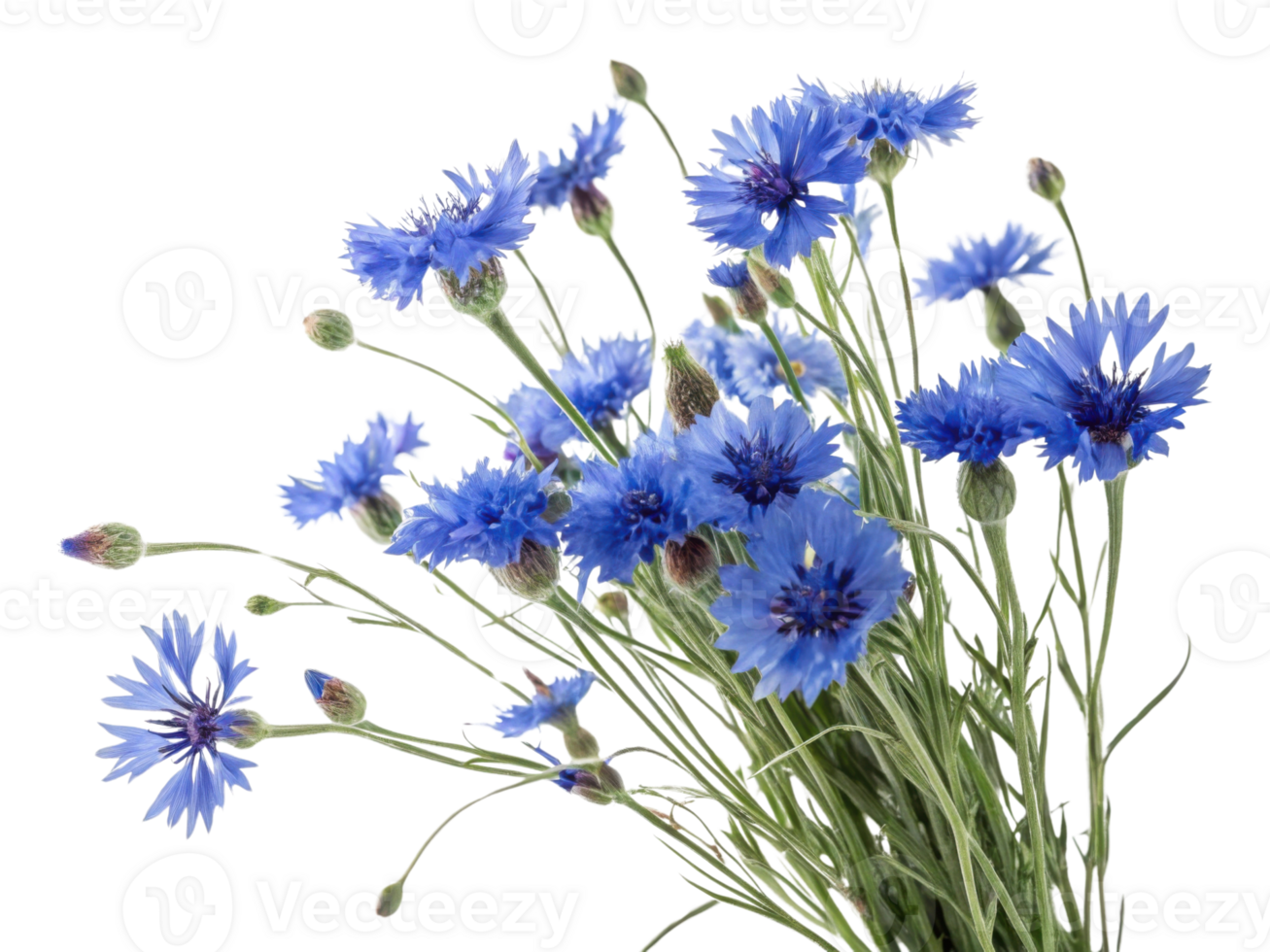 Cornflower flowers bloom vibrantly in shades of blue creating stunning display that brings joy and beauty to any setting png