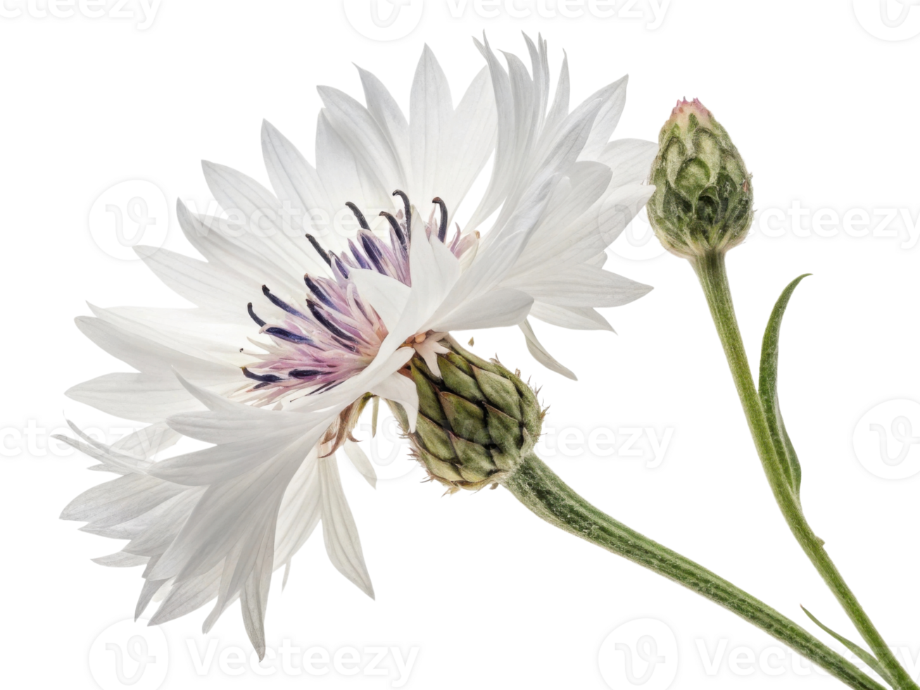 Stunning cornflower flower showcases its delicate petals and vibrant colors, symbolizing beauty and grace in nature design png