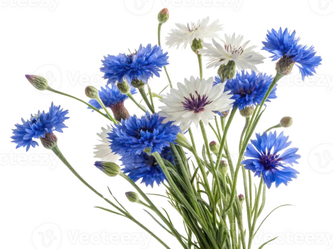 Beautiful arrangement of cornflower and white flowers showcases vibrant blue hues and delicate petals, creating stunning floral display png