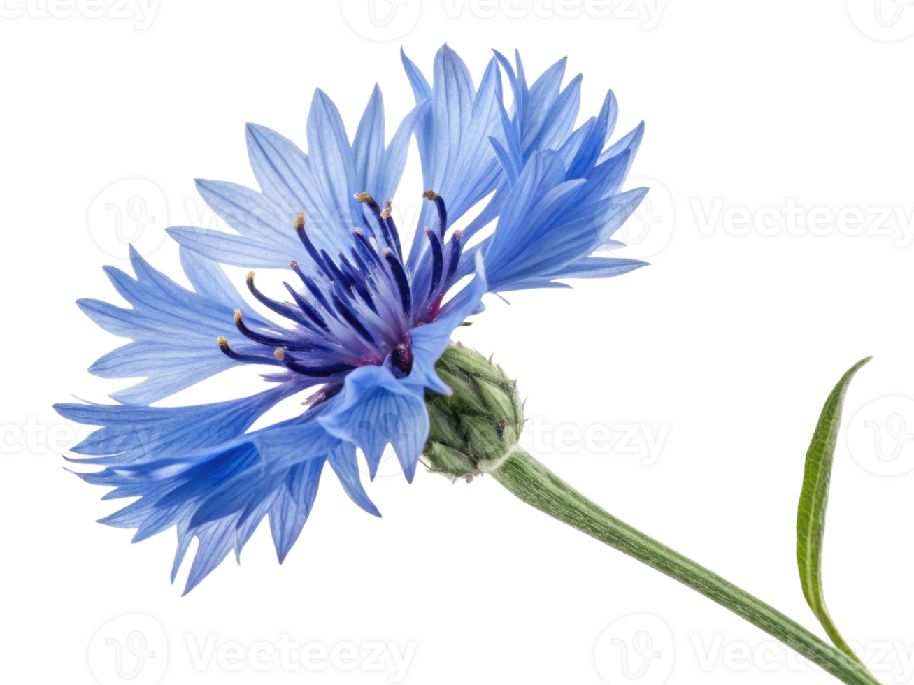 Cornflower blooms beautifully with its vibrant blue petals and delicate structure, making it stunning addition to any garden or floral arrangement png