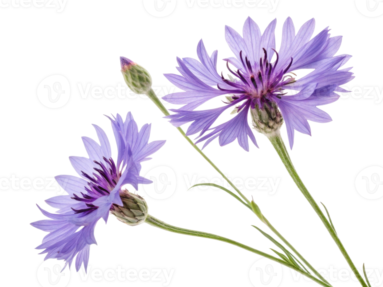 Cornflower blooms gracefully, showcasing vibrant purple petals and delicate green stems, embodying nature beauty and charm png