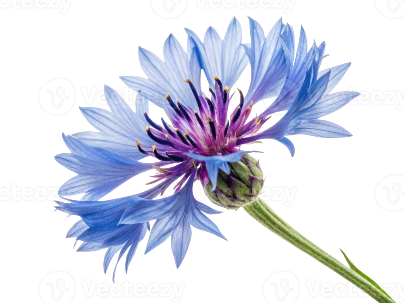 Stunning cornflower blooms with delicate blue petals and vibrant purple center, showcasing nature beauty and elegance png