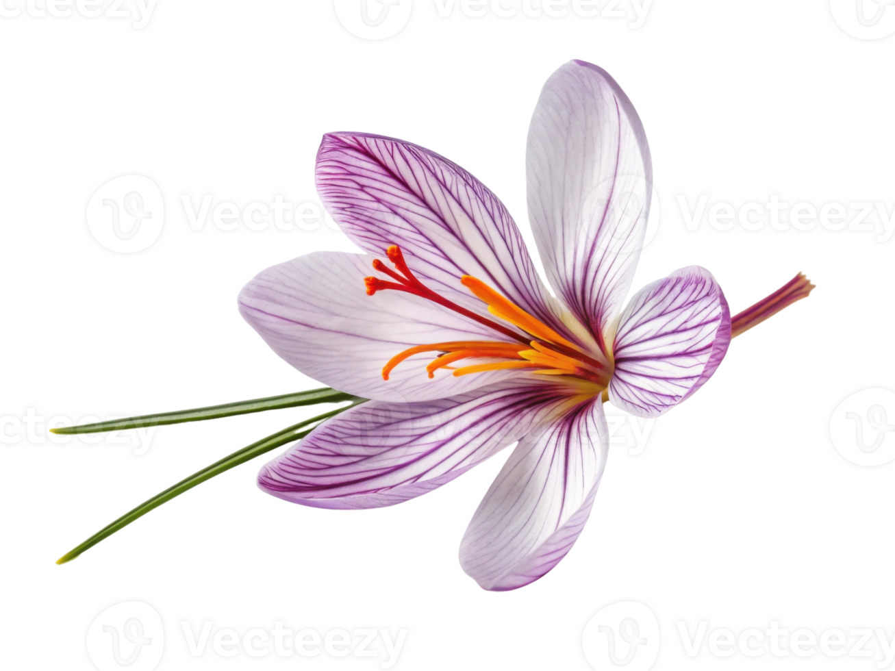 Saffron flower blooms beautifully with delicate petals showcasing vibrant colors and intricate patterns, symbolizing nature elegance and charm png