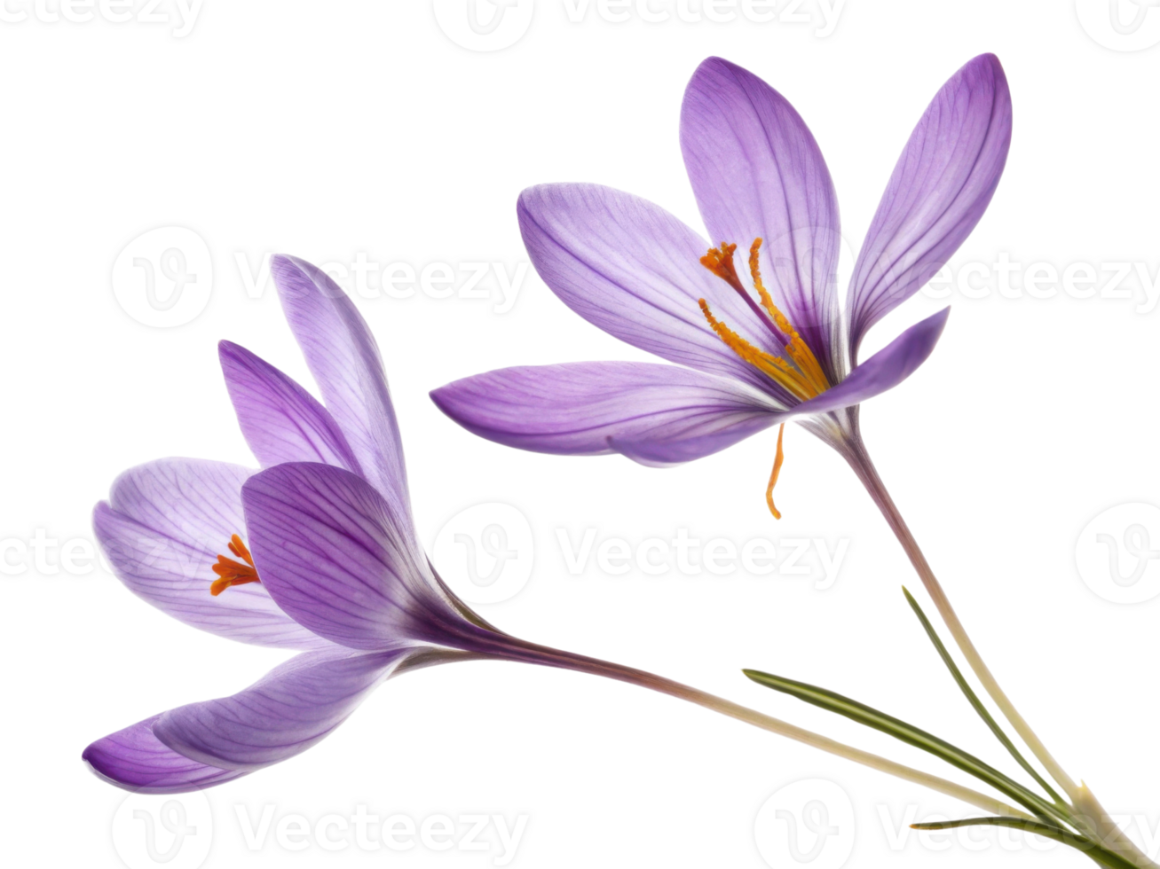 Saffron flower blooms gracefully with delicate purple petals showcasing vibrant orange stamens, symbolizing beauty and elegance in nature png