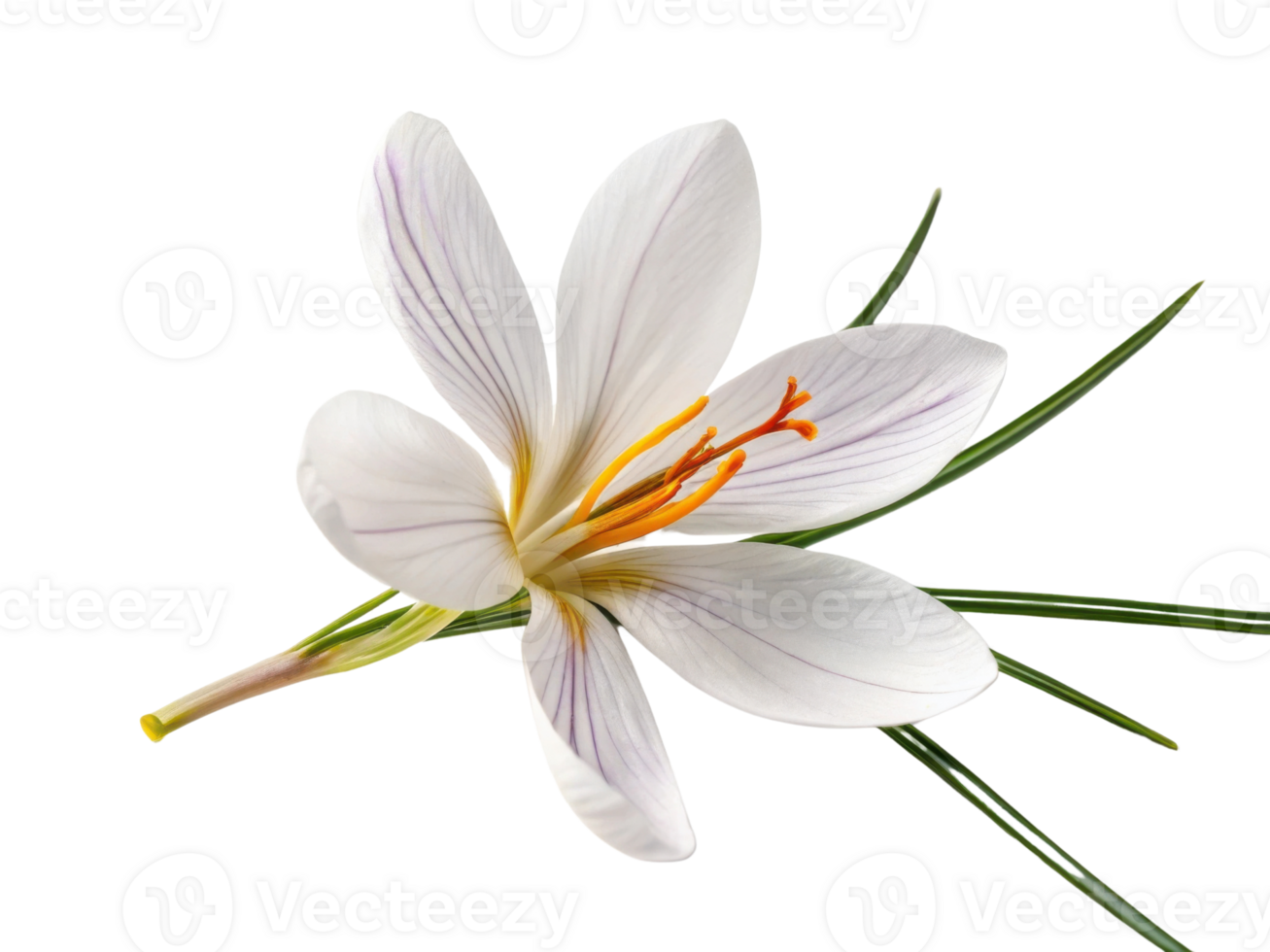 Beautiful saffron flower with delicate white petals and vibrant orange stamens stands out against transparency background, showcasing nature png