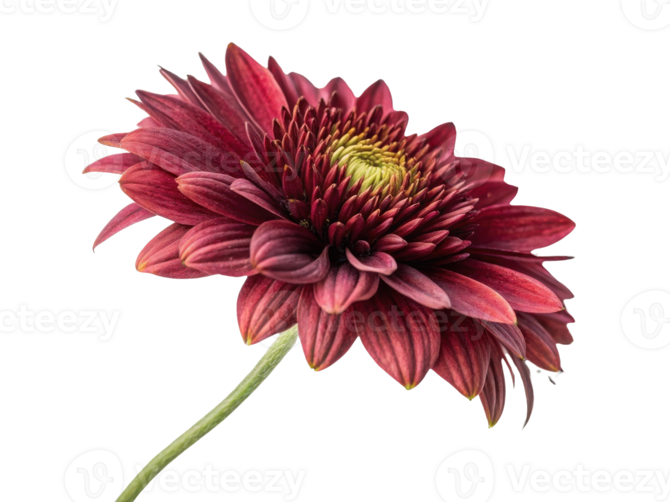 Stunning gaillardia flower showcases vibrant red petals and intricate details, capturing beauty of nature in full bloom png
